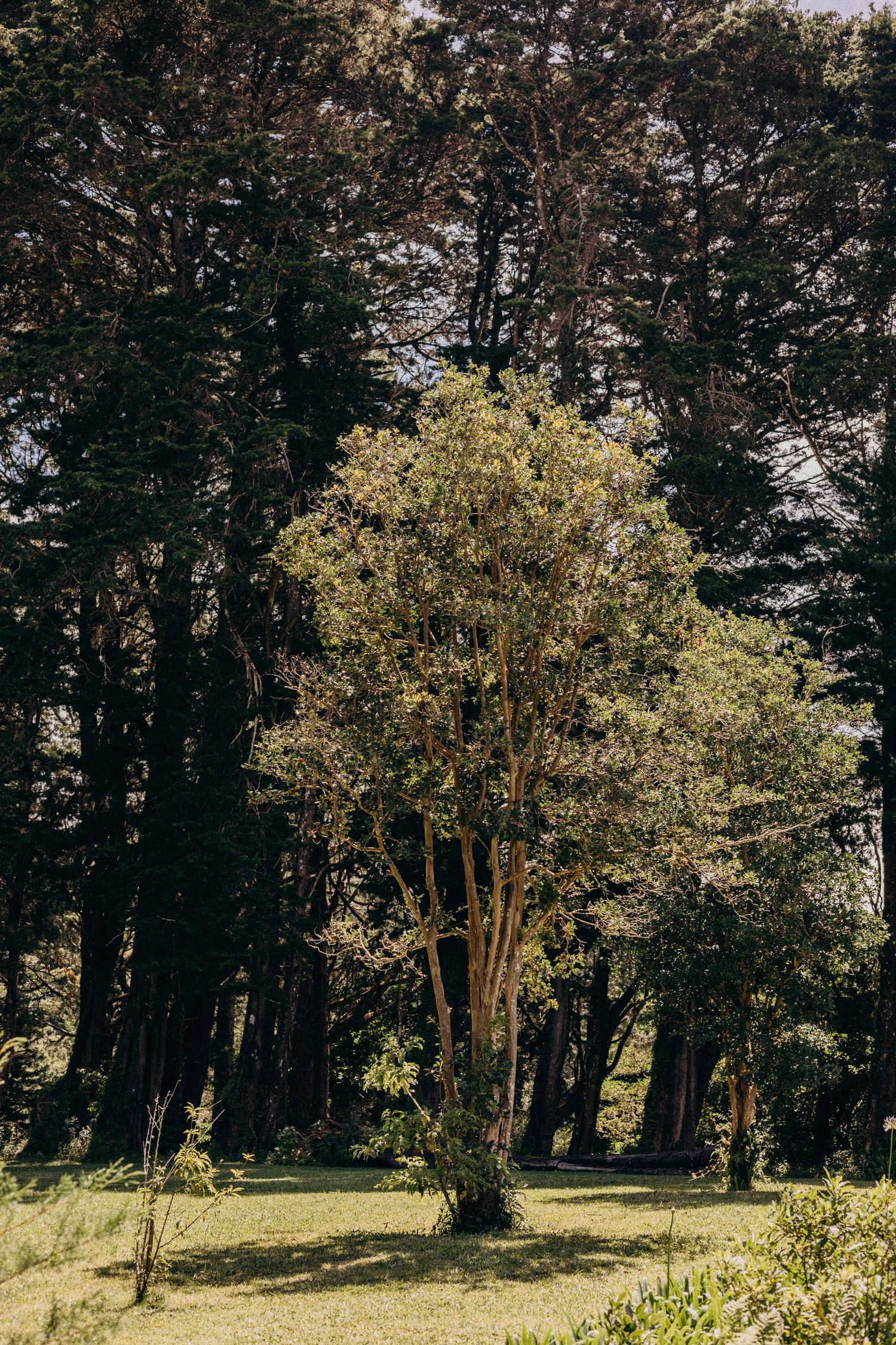 A sun-dappled forest clearing with tall evergreen trees and bright green grass in spring.