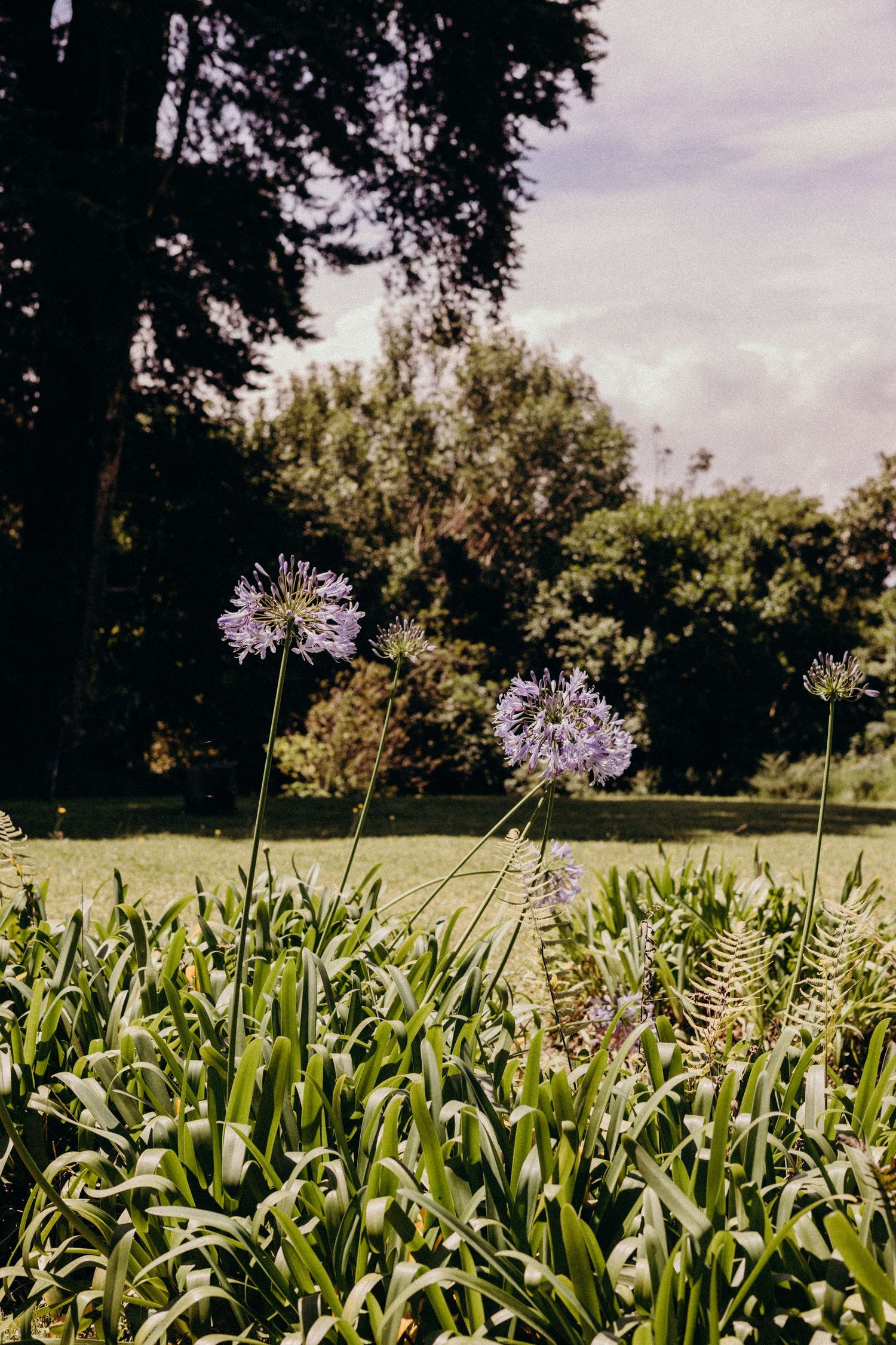 Purple agapanthus flowers bloom in a sunny garden against a backdrop of trees and cloudy skies.