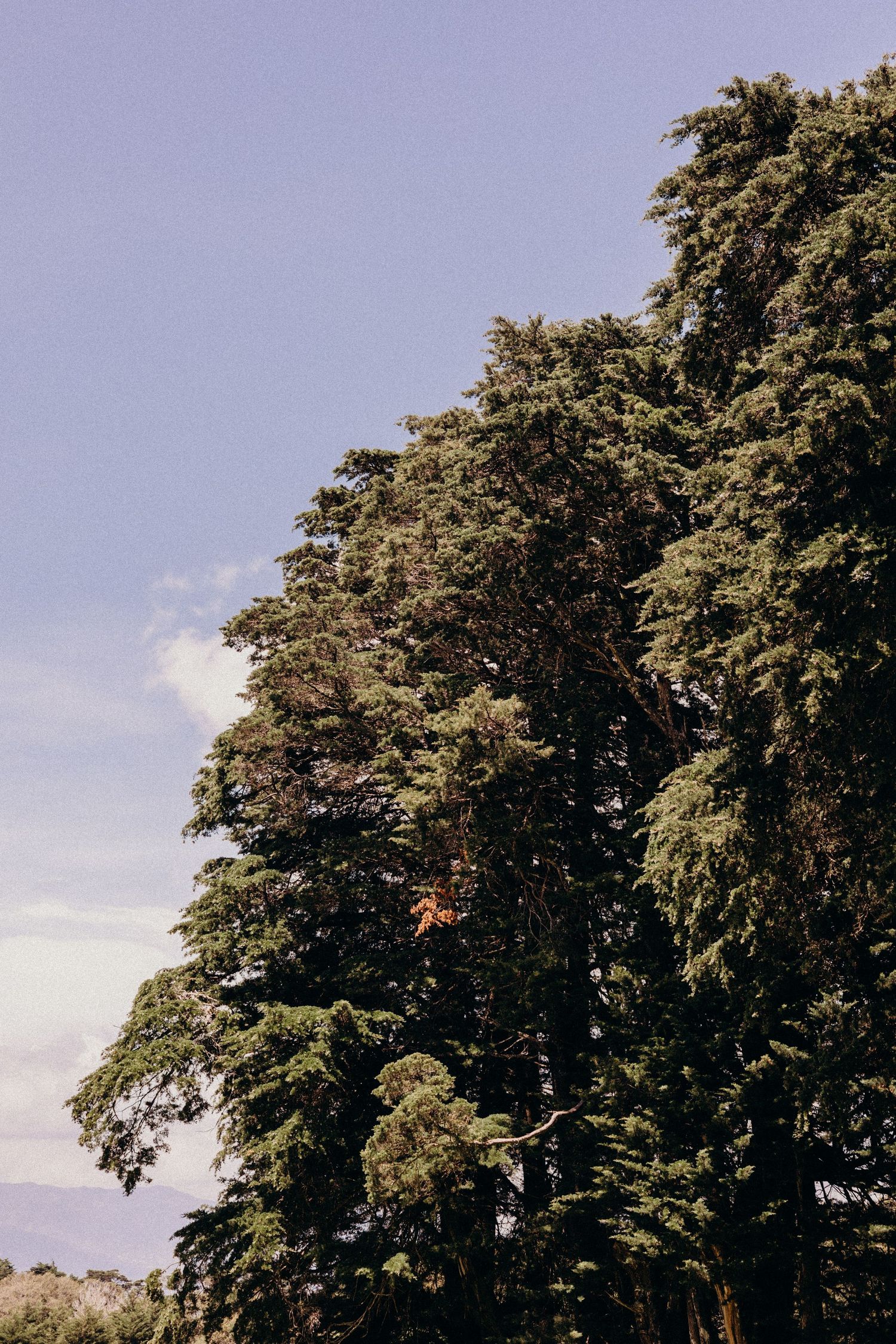 Tall mature forest trees create a dense canopy against a bright sky.