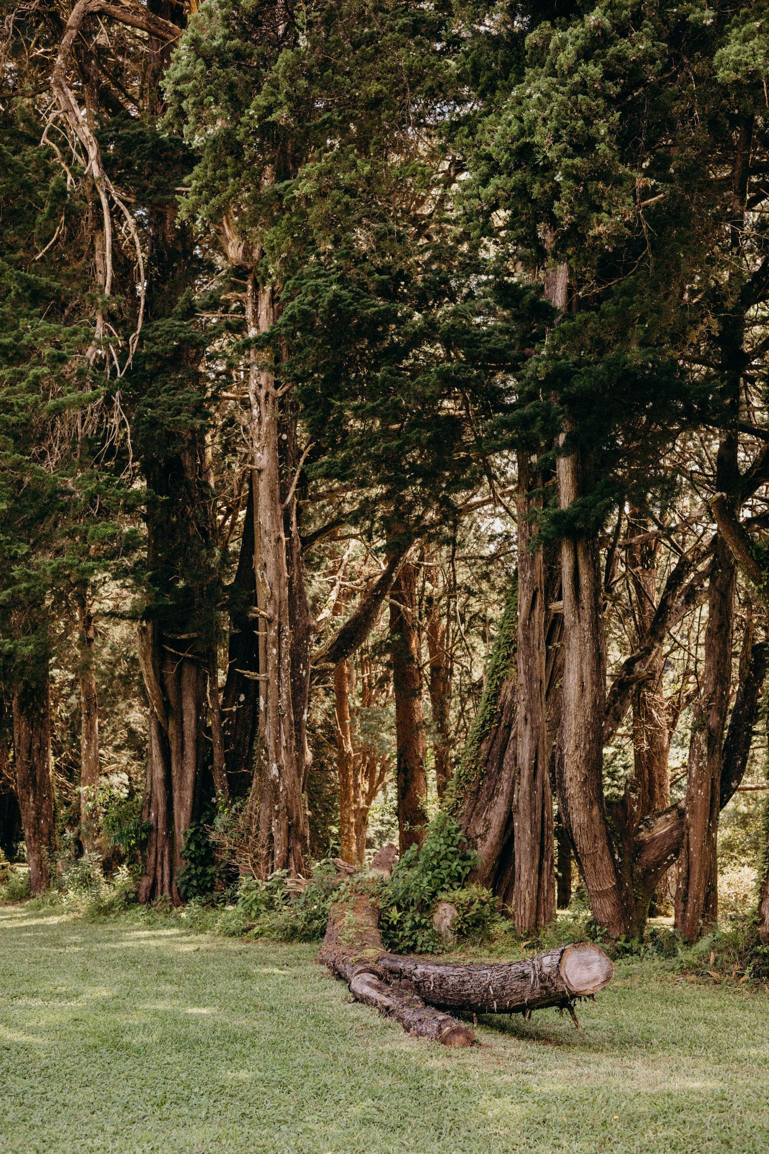 Ancient trees line a grassy slope in a serene woodland setting during golden hour.