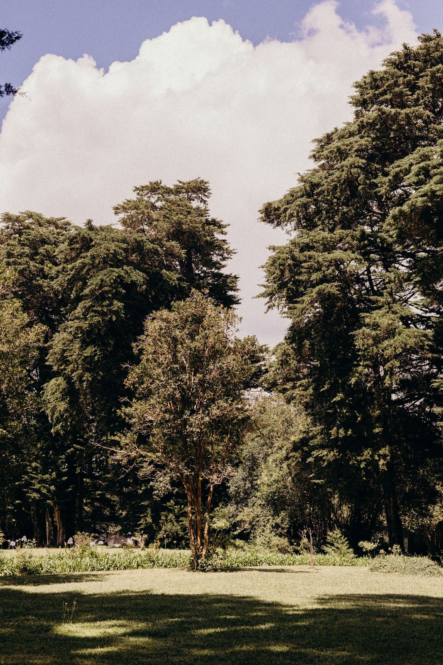 Scenic landscape view of tall green trees lining a grassy meadow under a cloudy summer sky.