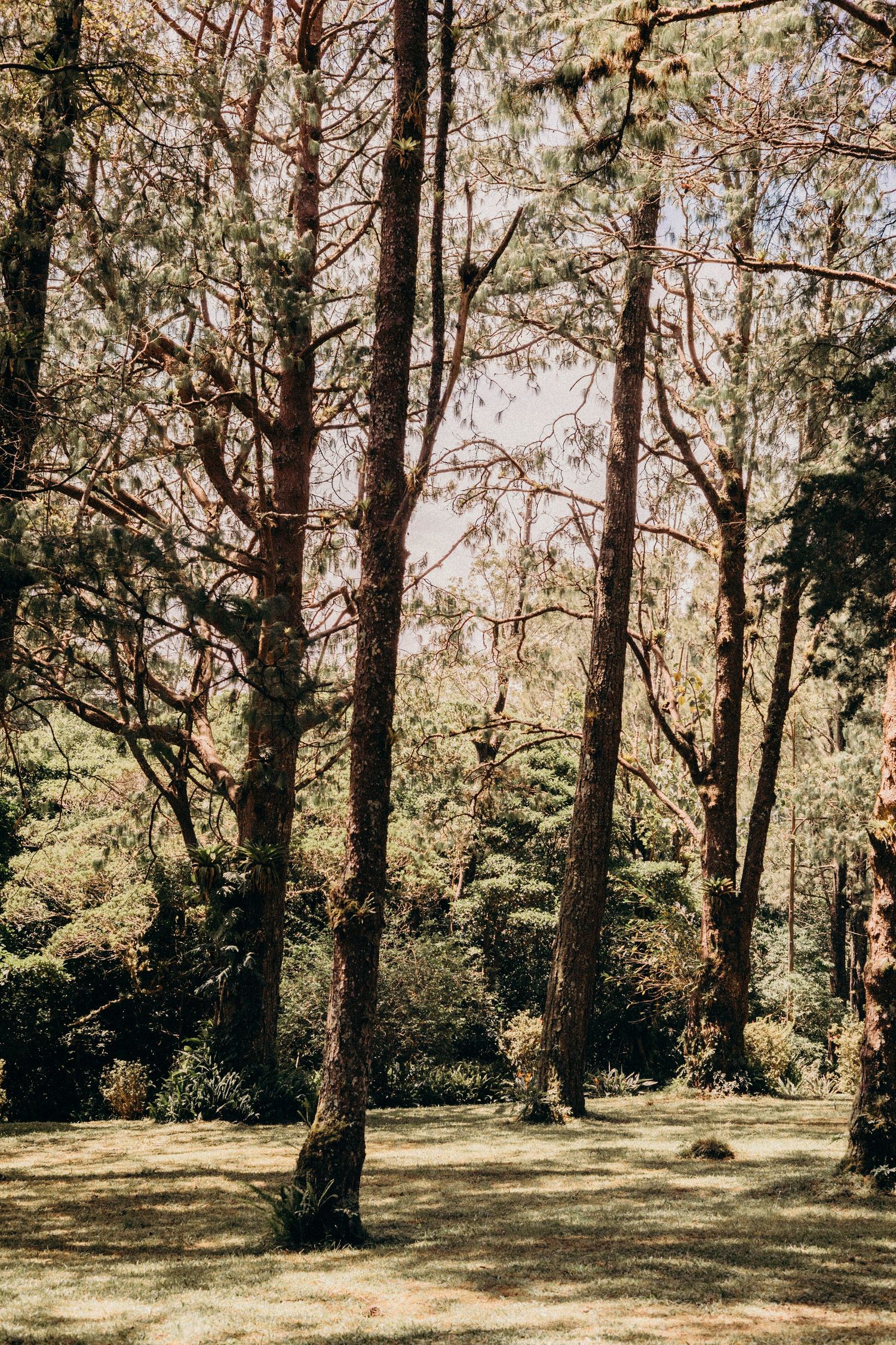 Sunlit forest scene with tall pine trees casting dappled shadows on grassy ground in a peaceful woodland setting.