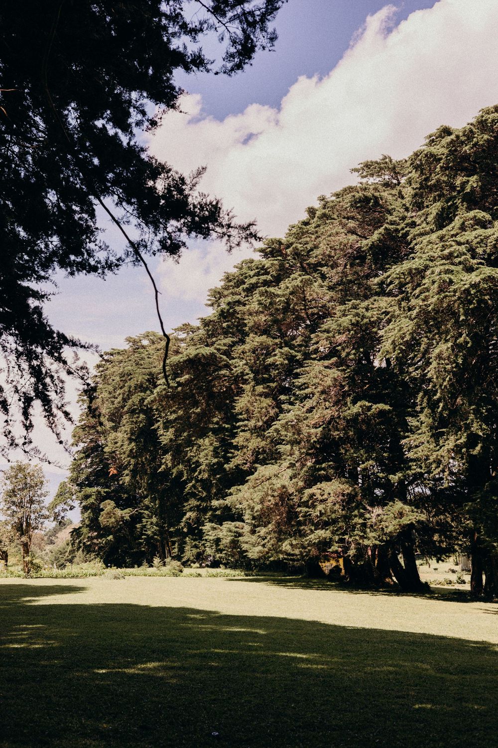 Lush green park landscape with towering trees under a partly cloudy blue sky on a sunny day.