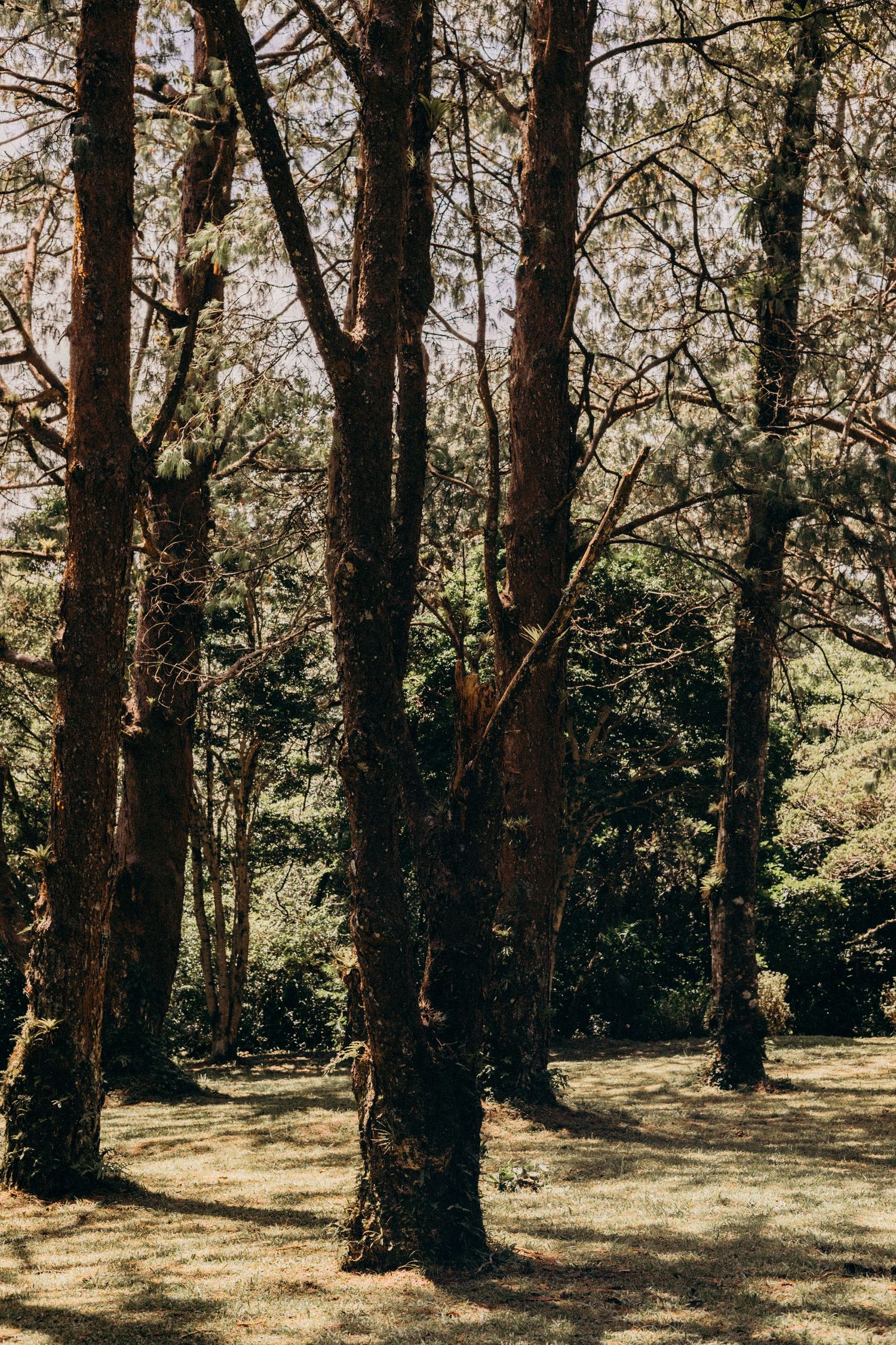 Sunlight filters through tall pine trees casting shadows on the forest floor in a peaceful woodland setting.