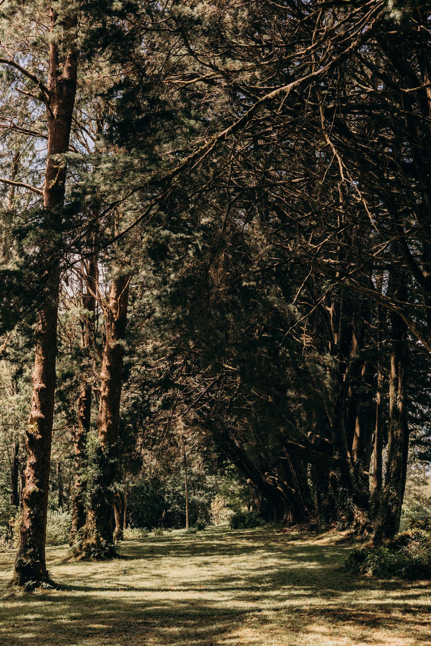 Natural forest landscape with towering evergreen trees creating a shaded canopy over sun-dappled forest floor.
