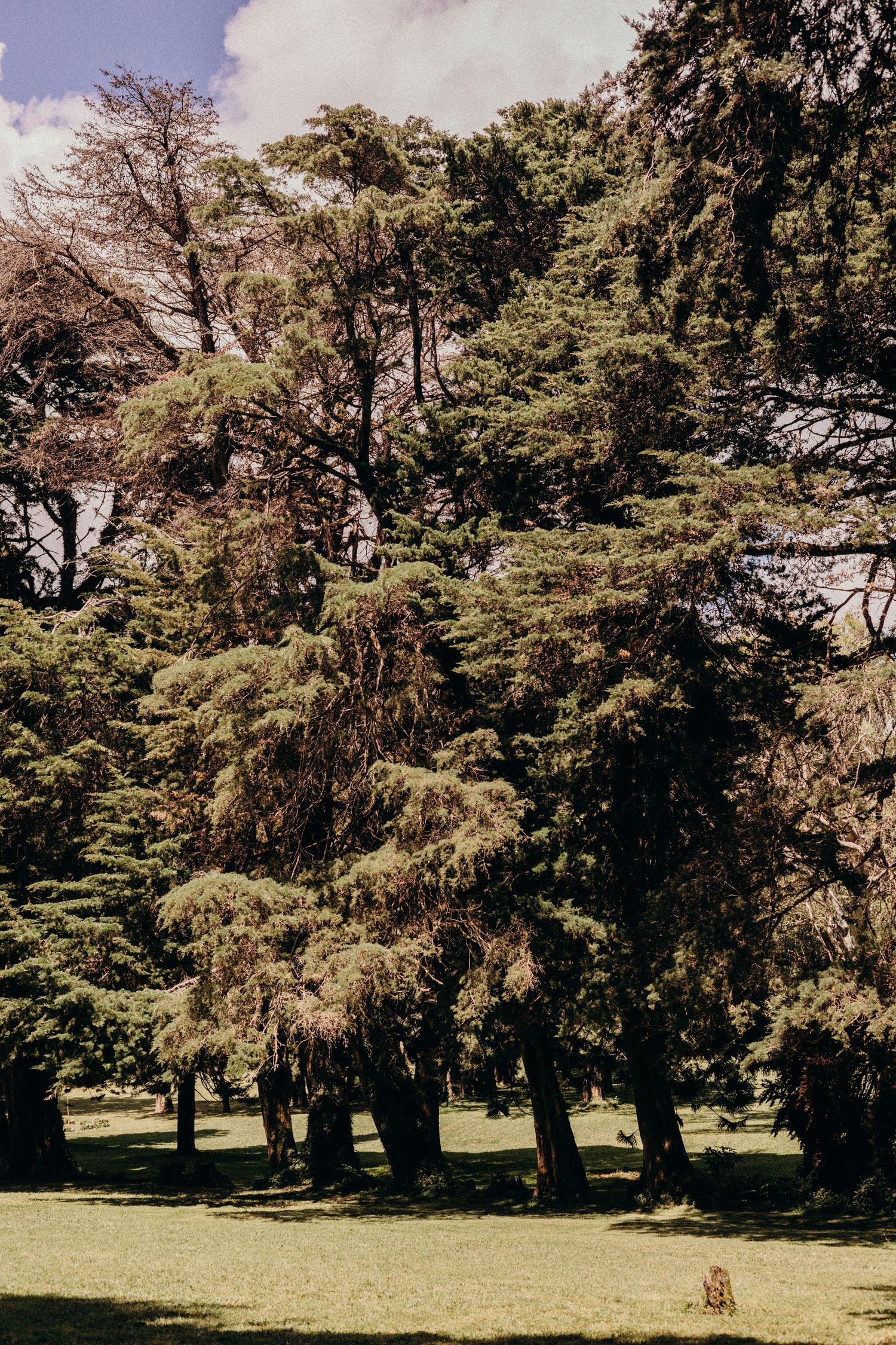 A peaceful park scene with tall evergreen trees casting shadows on a grassy lawn area on a sunny day.