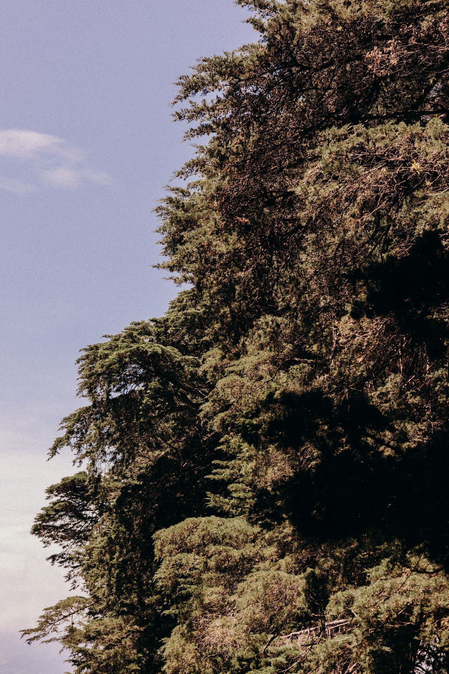 Towering green trees frame a bright blue summer sky creating a natural canopy with sunlight filtering through the branches.