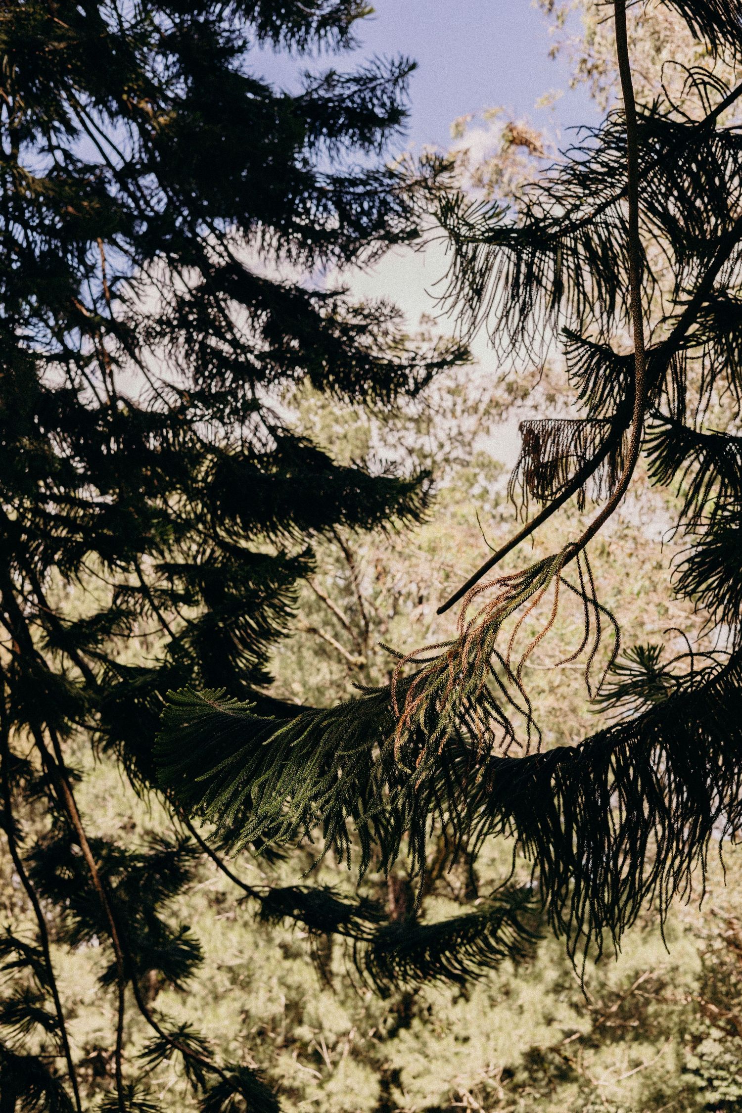 Evergreen tree branches silhouetted against a bright sunlit sky with bokeh effect through the needles.