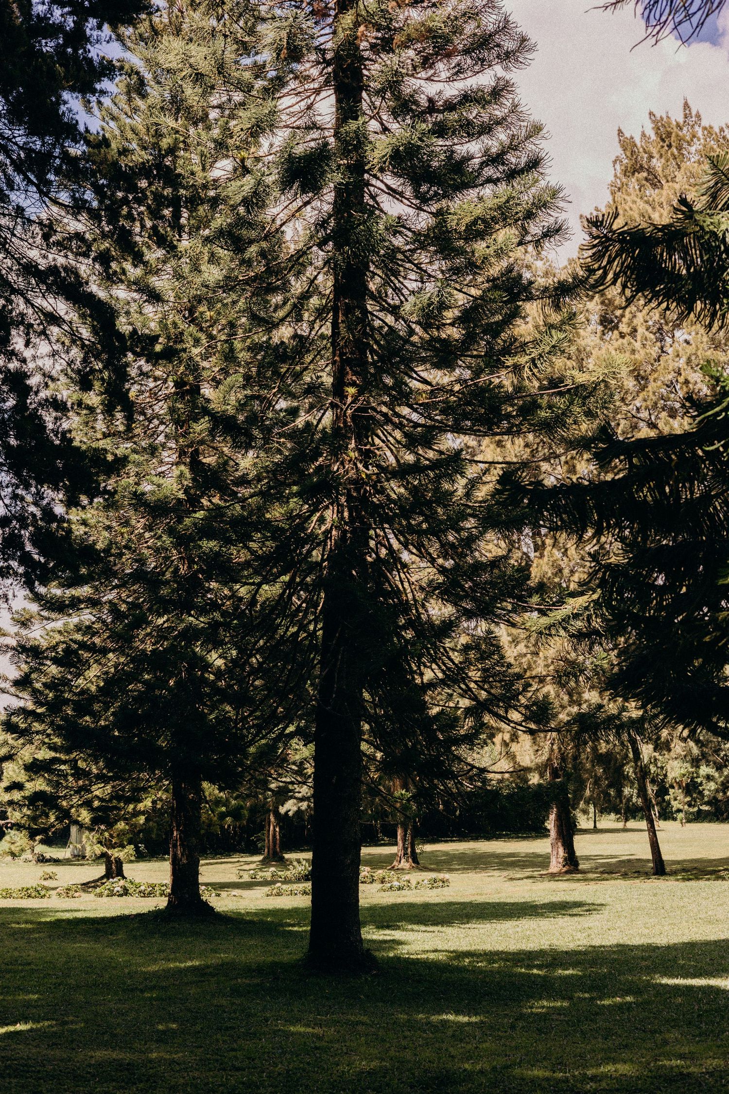 Sunlit evergreen trees cast long shadows across a grassy lawn in a serene park setting at golden hour.