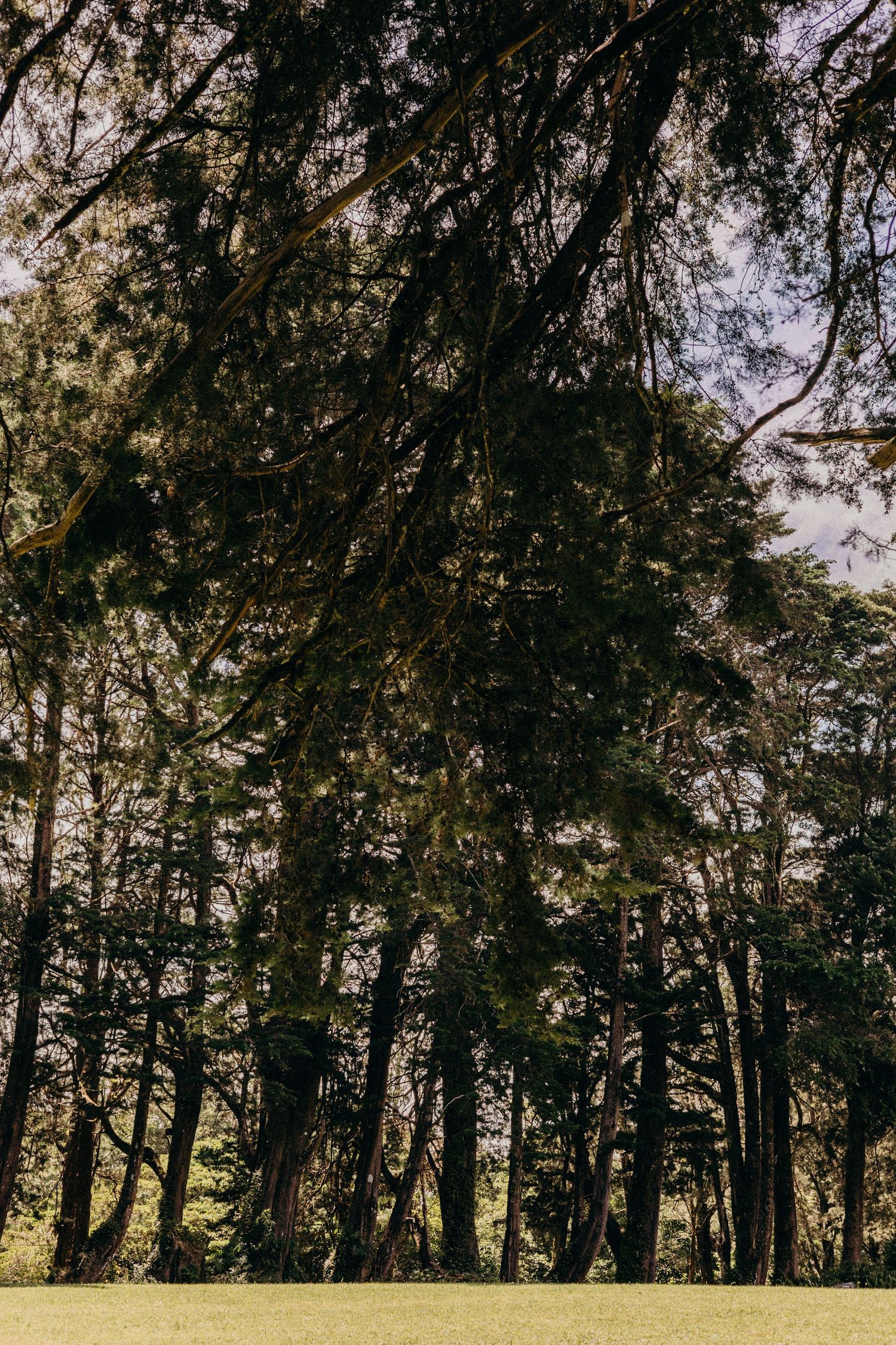 Silhouettes of tall pine trees against a bright sky create a dramatic natural border in a forest setting.