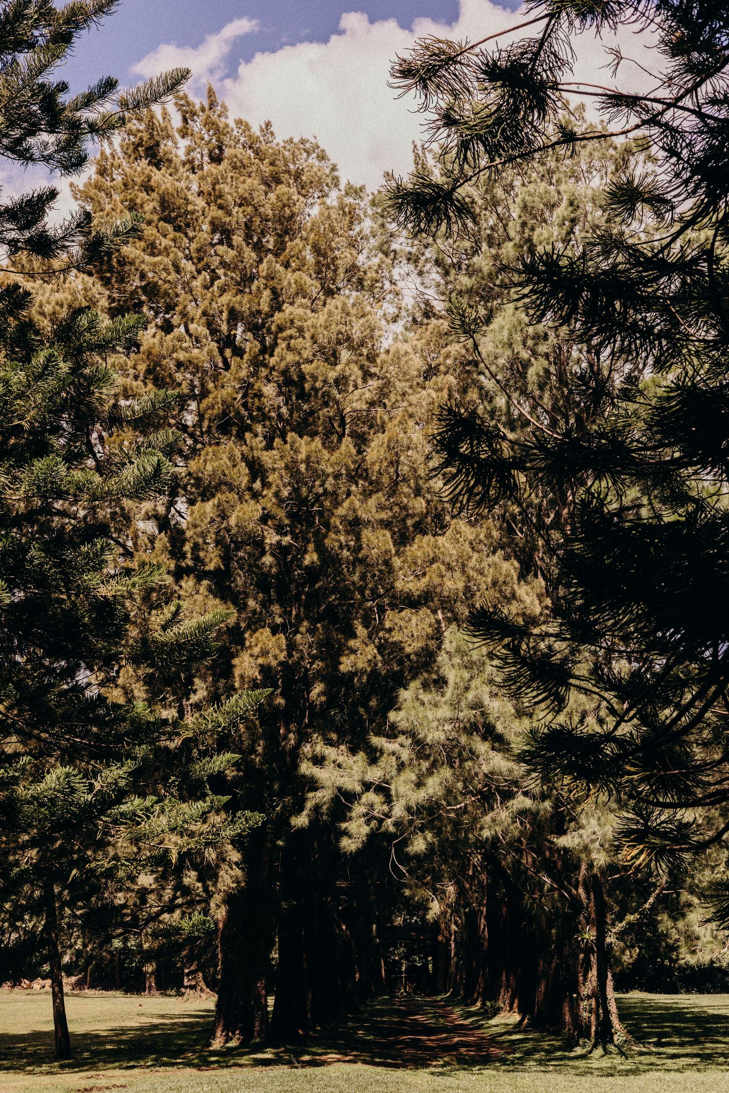 Tall pine trees cast dramatic shadows in a sunlit forest with golden sunlight filtering through the branches.