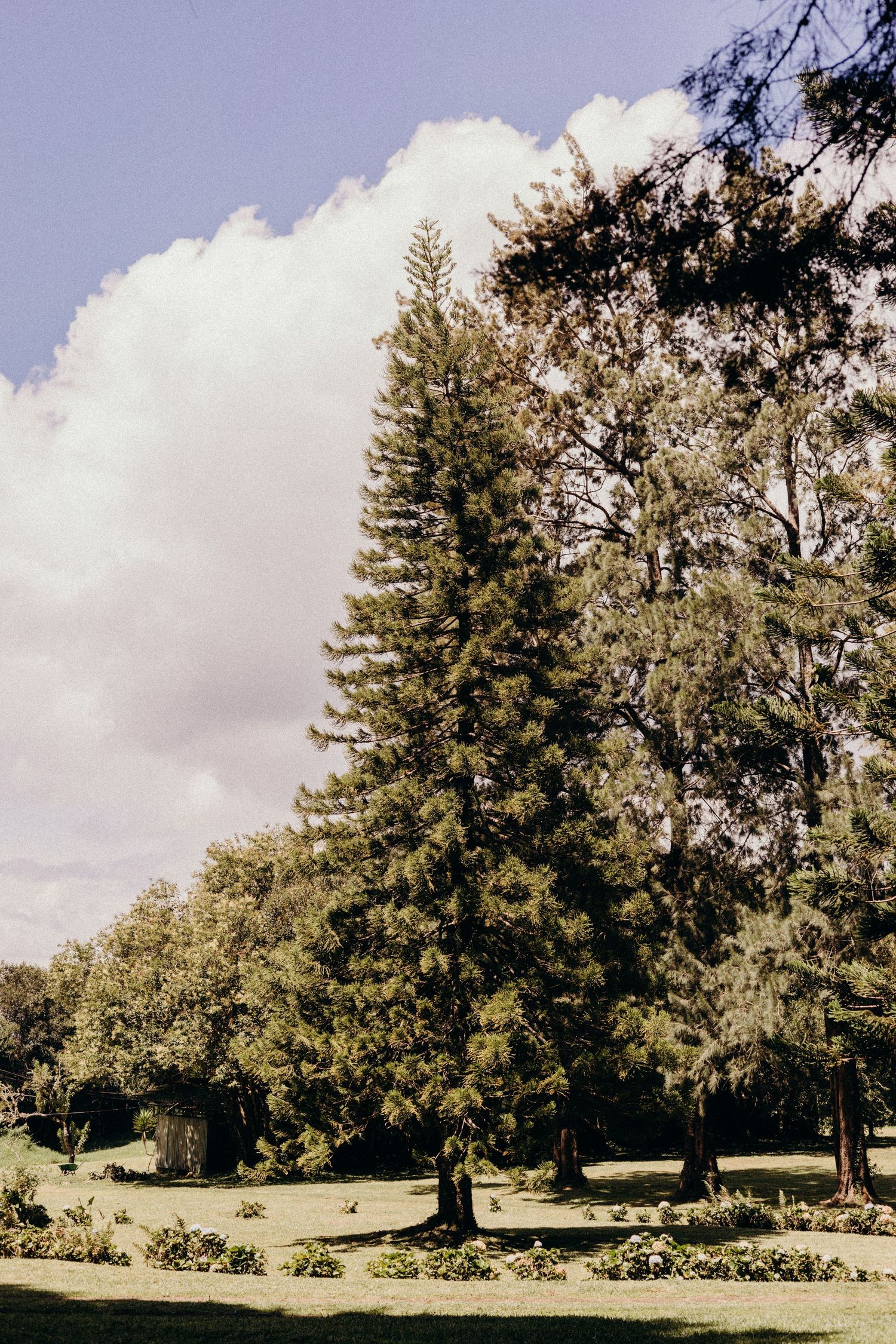 Trees stand in a manicured park landscape with puffy white clouds drifting across the blue sky above.