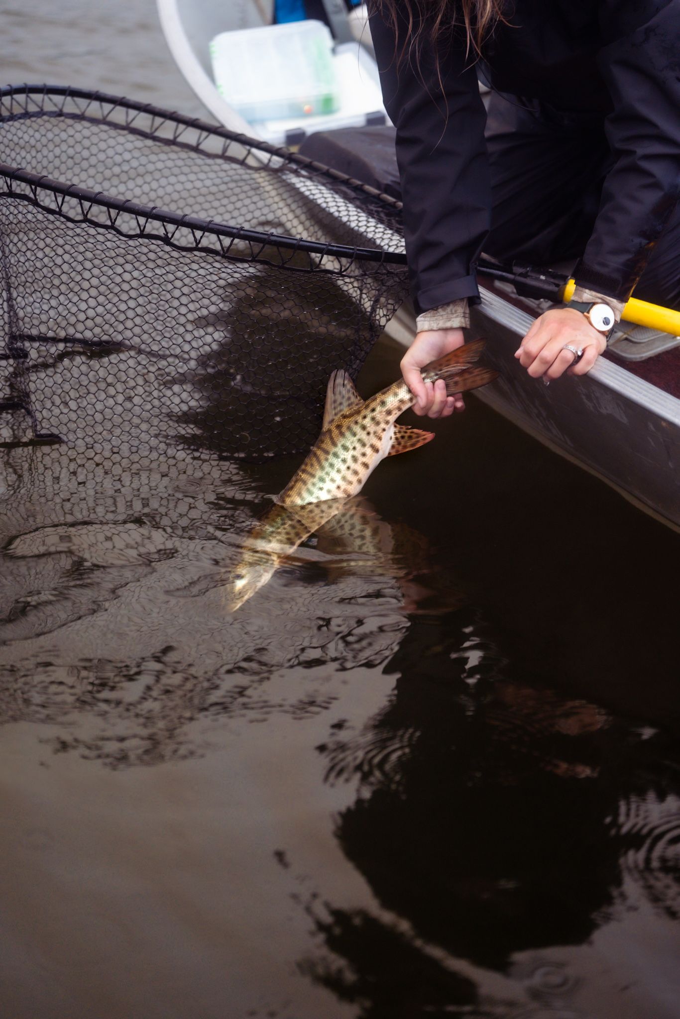 A northern pike fish being caught and netted from a boat on dark waters.
