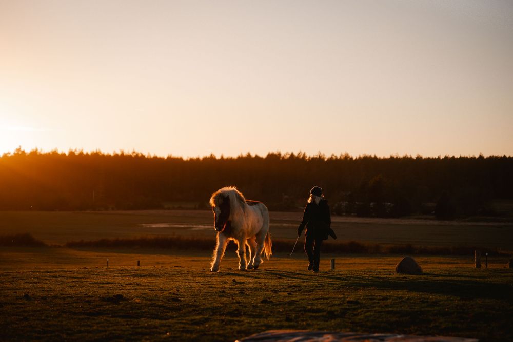Emotionale Equine Fotografie mit Fokus auf Vertrauen, Nähe und Beziehung