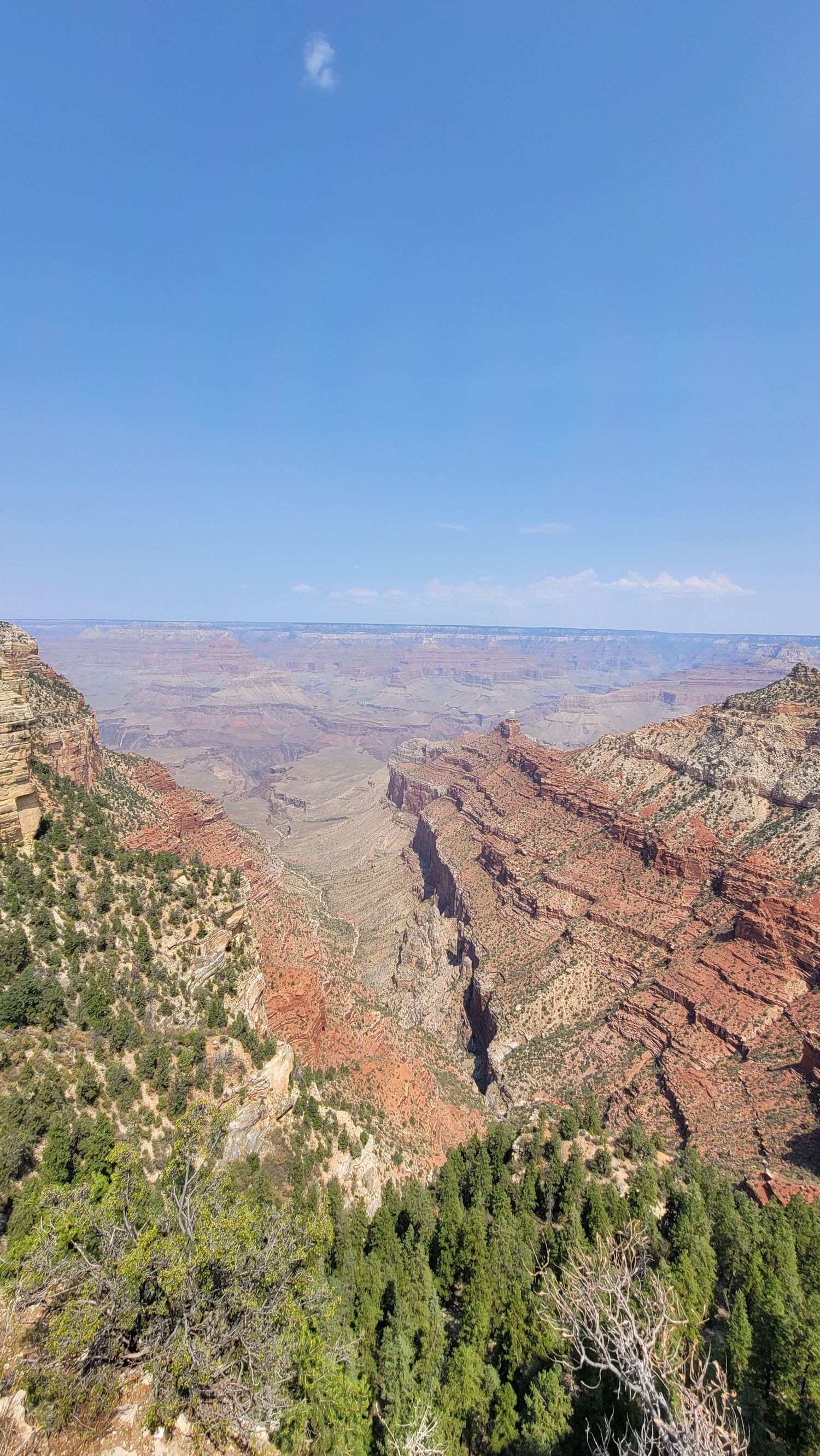 Grand Canyon landscape with red rock formations and green forest under a bright blue sky