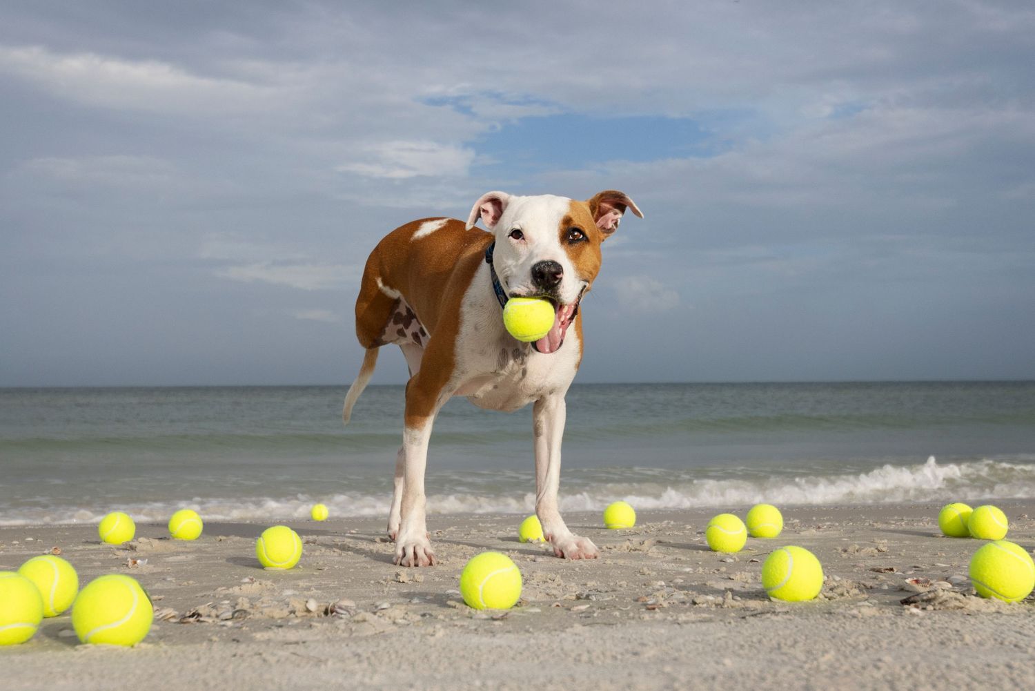 Dog holding proudly his ball, while surrounded by balls, playful image at a beach in Clearwater Florida, pet photography, lasting memory