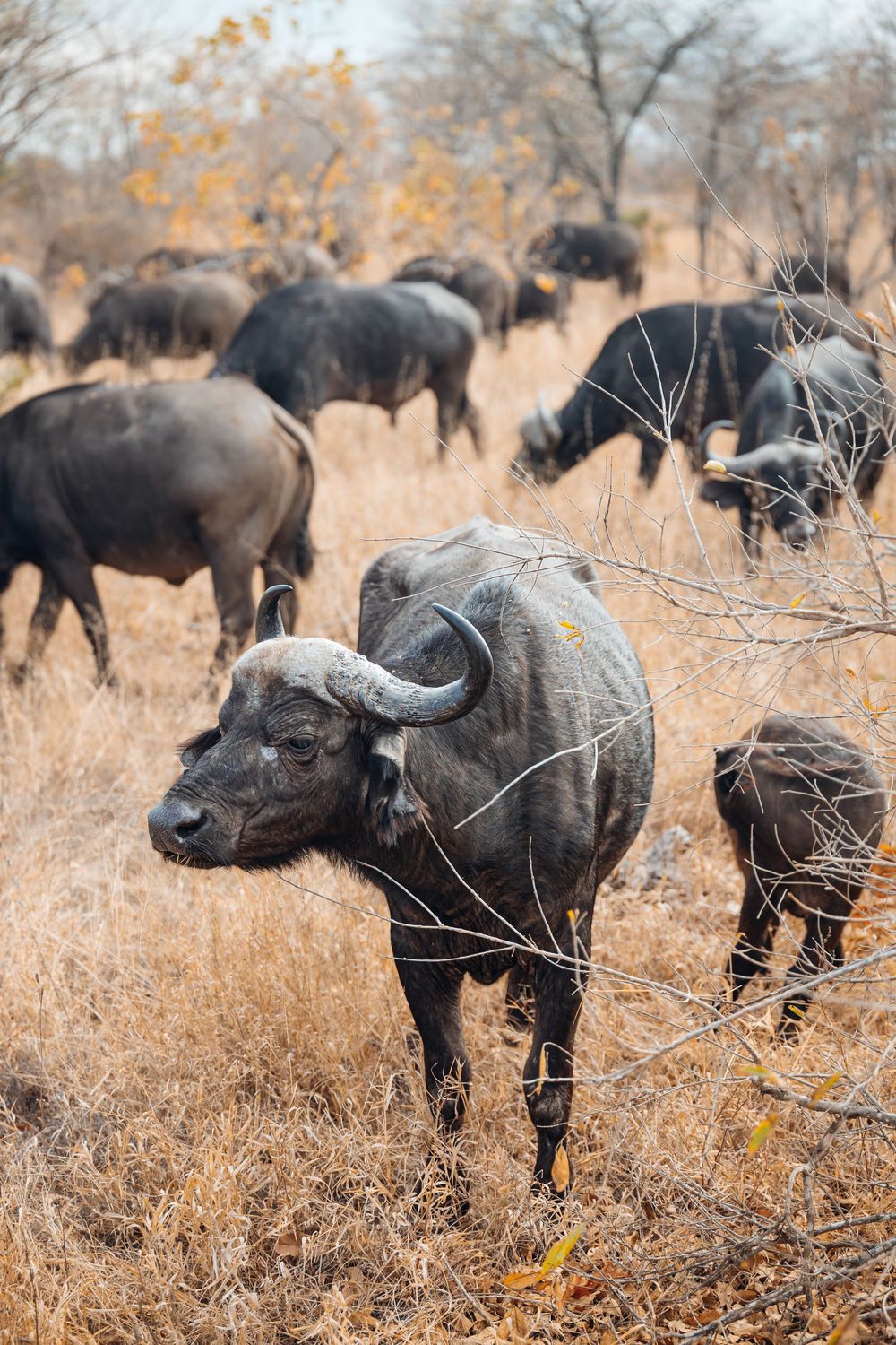 Herd of Cape buffalo grazing in dry African savanna grassland.