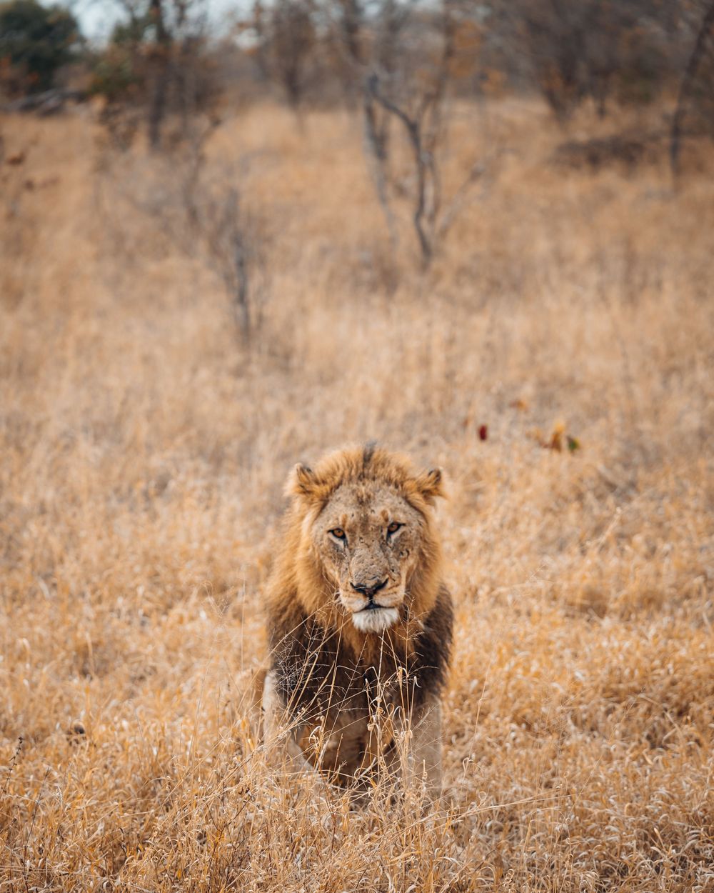 Male lion with majestic mane walking through dry savanna grassland.