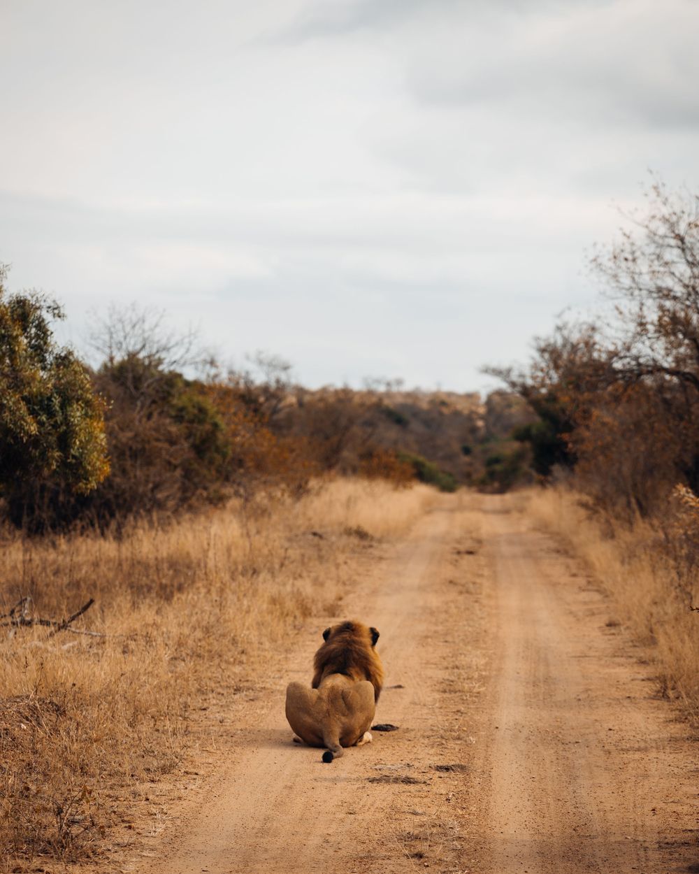 Lion walking down dirt road in African savanna landscape.