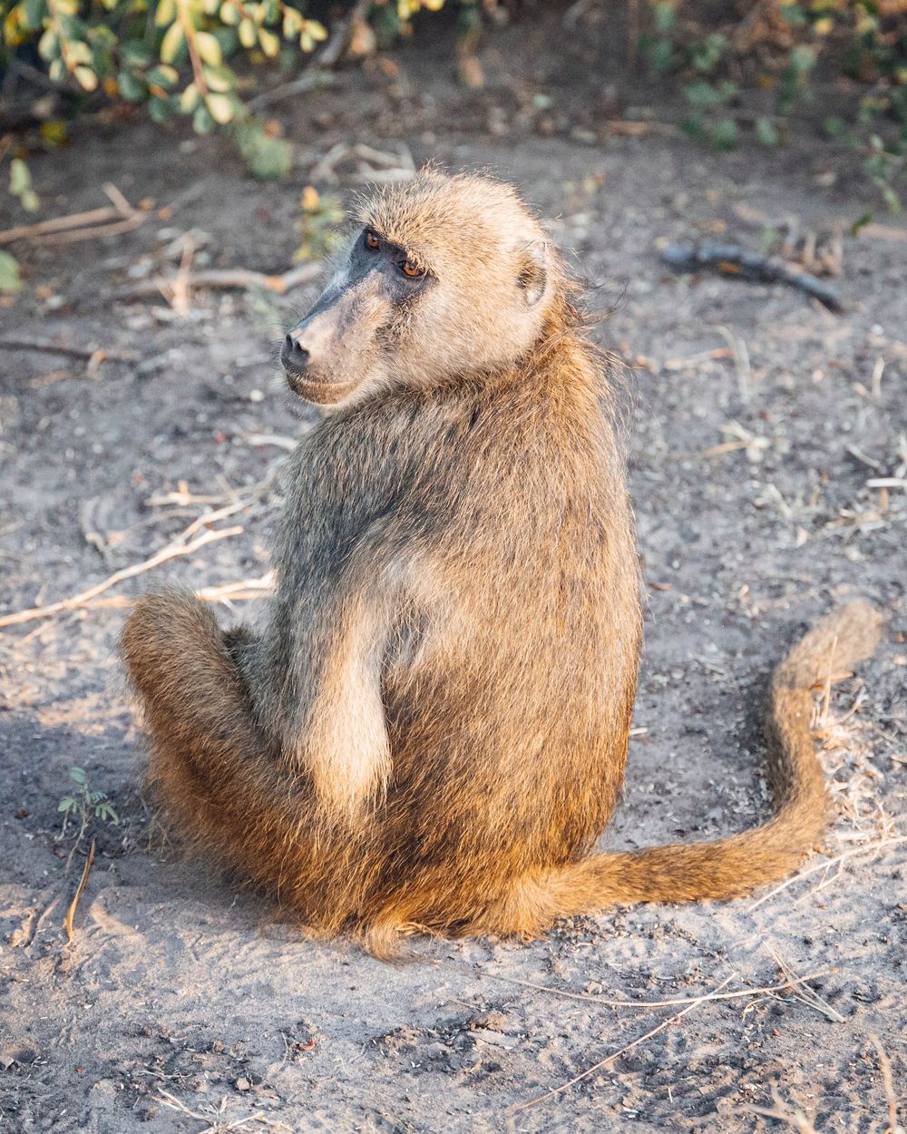 Baboon sitting and resting on ground in natural habitat.