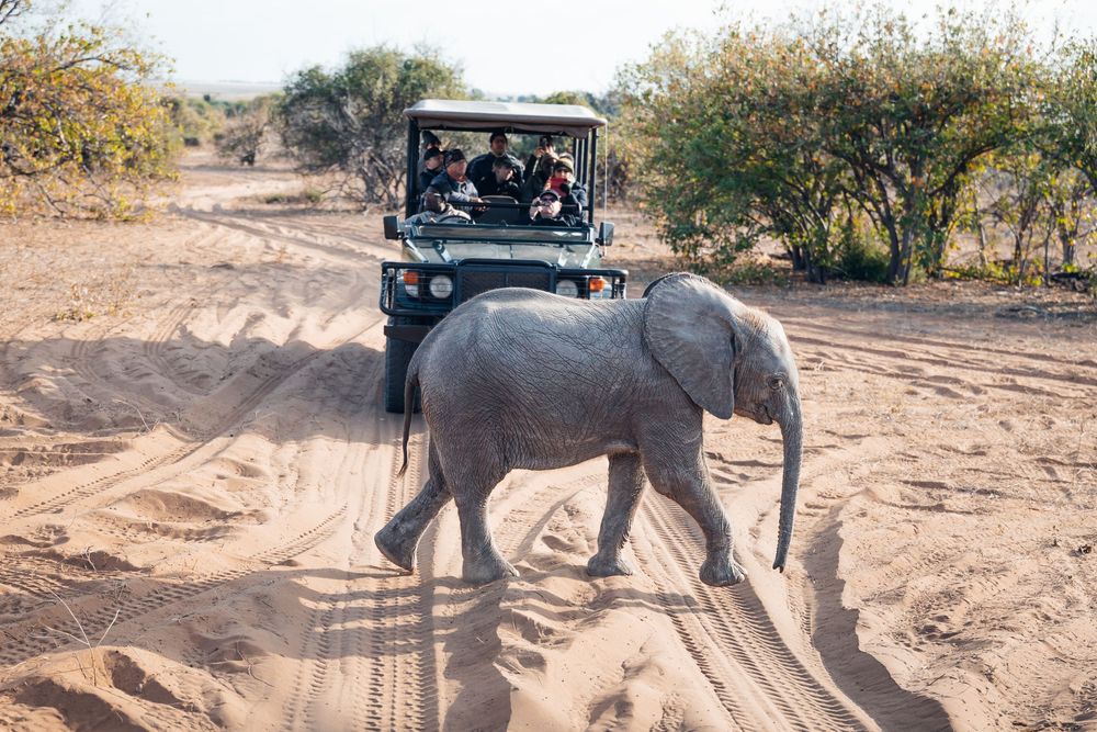 Safari vehicle observing elephants crossing sandy terrain in wildlife reserve.