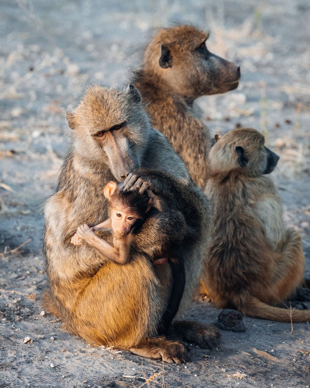 Group of baboons grooming each other on rocky ground.