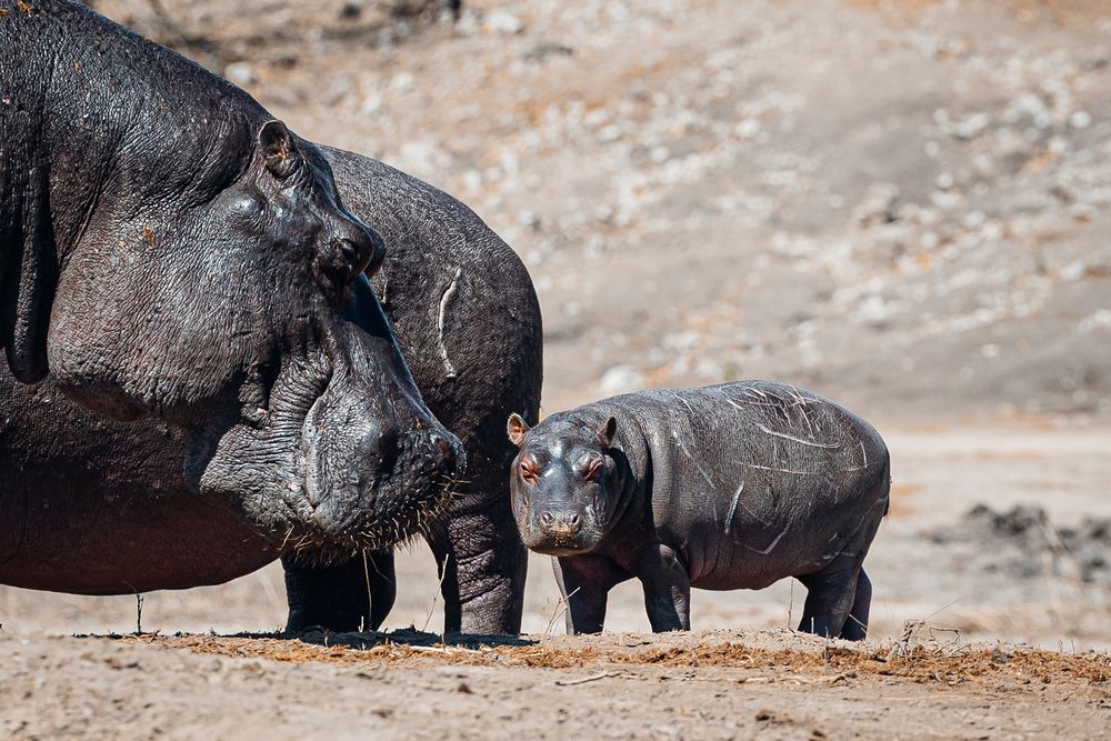 A group of Cape buffalo gathering near a waterhole.