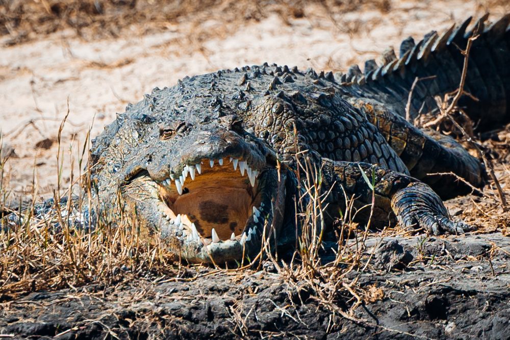 A large crocodile basking on rocky terrain in the sun.