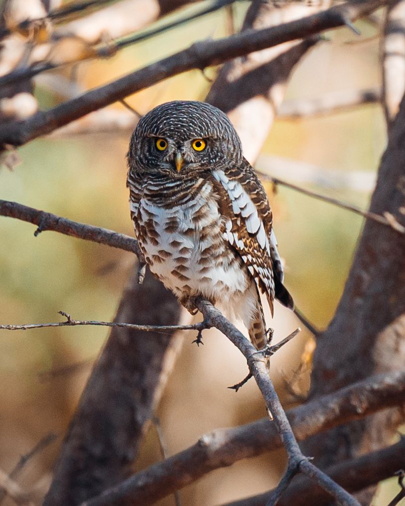 A small spotted owl perched on a tree branch in natural setting.