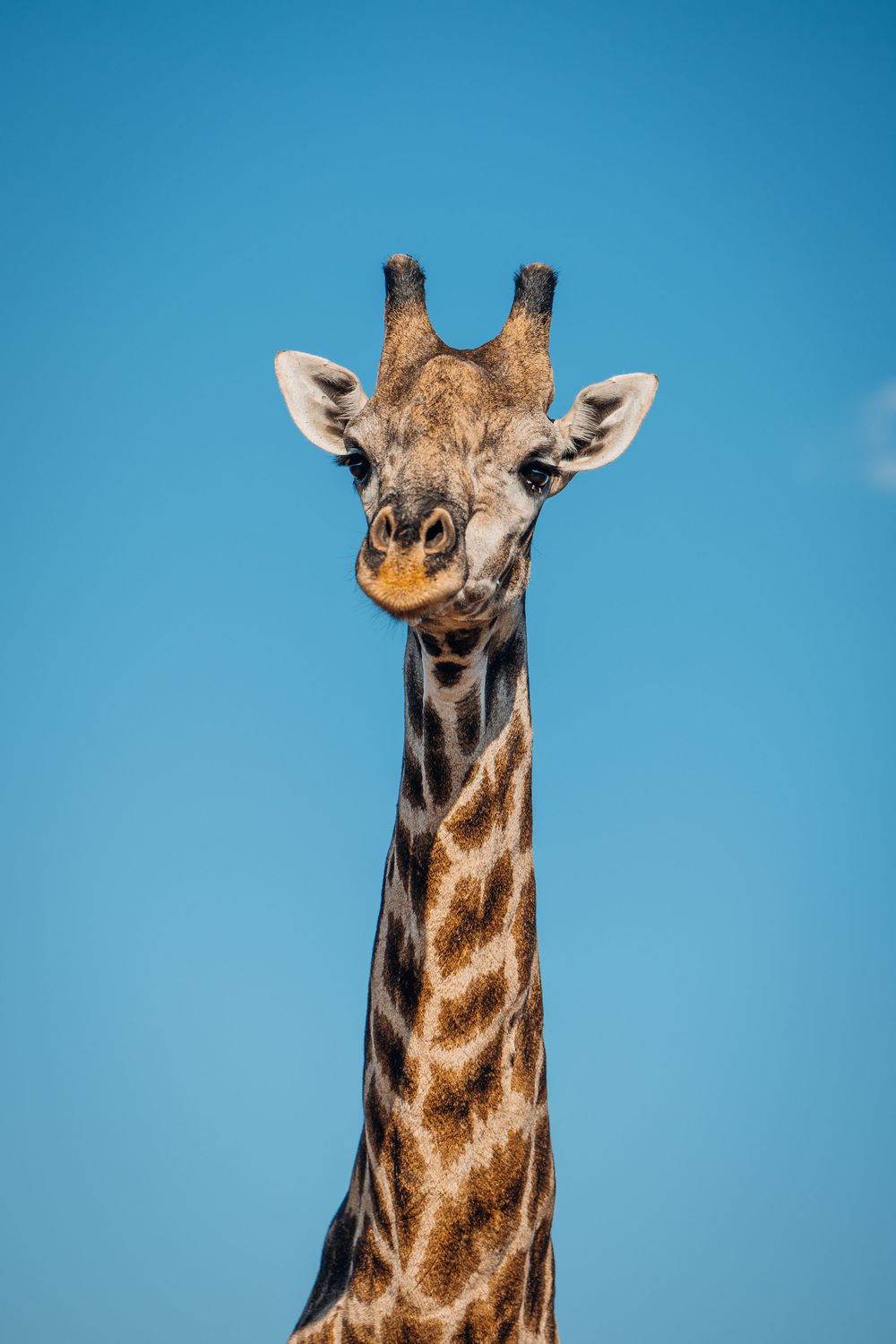 Detailed view of giraffe's distinctive spotted pattern and head against blue background.