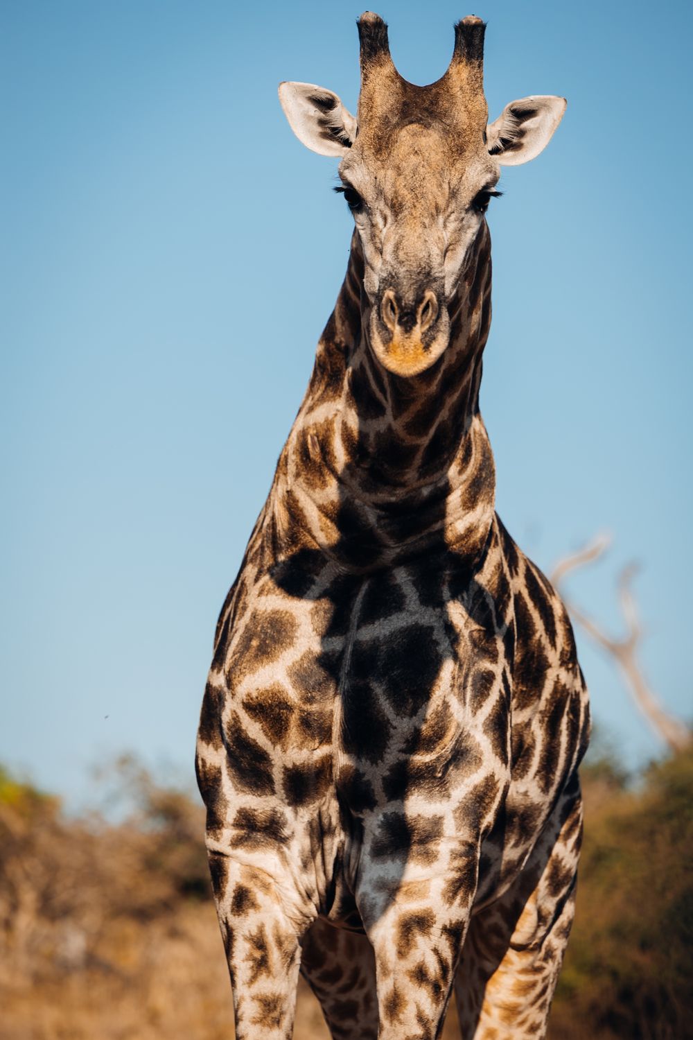 Close-up portrait of giraffe's head and neck pattern against bright blue sky.
