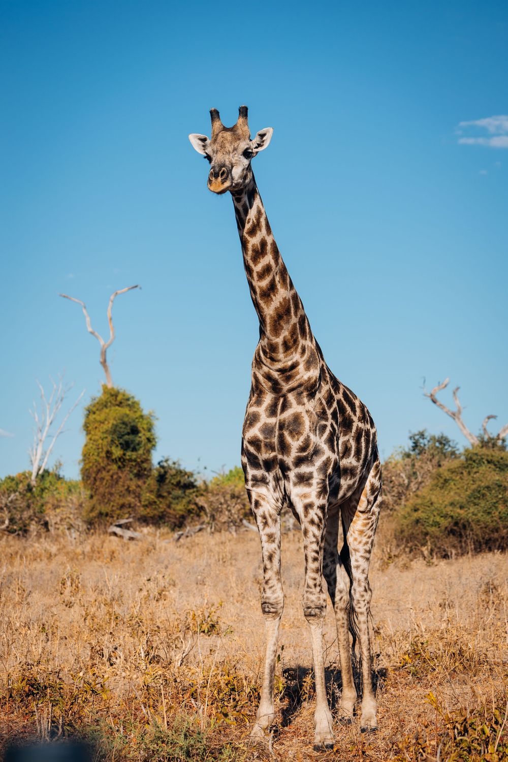 A giraffe stands tall against a blue sky in an African savanna landscape.