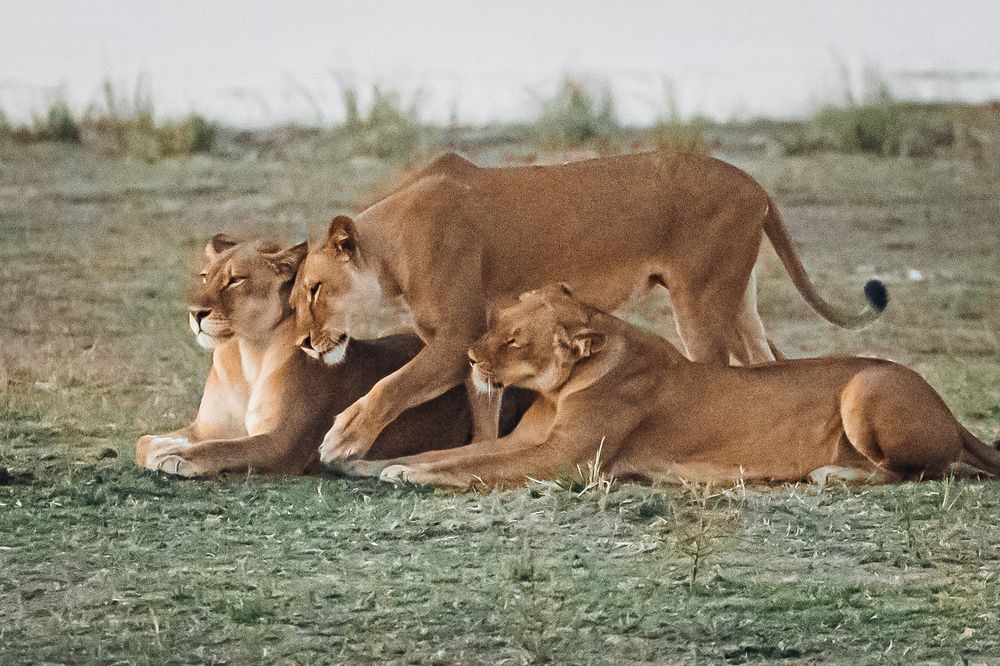 Lions resting on dusty ground in the African savanna.