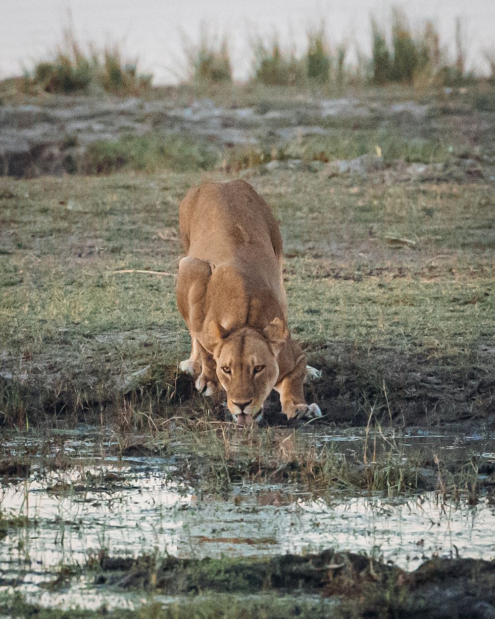 Lions drinking water from a shallow pool in their natural habitat.