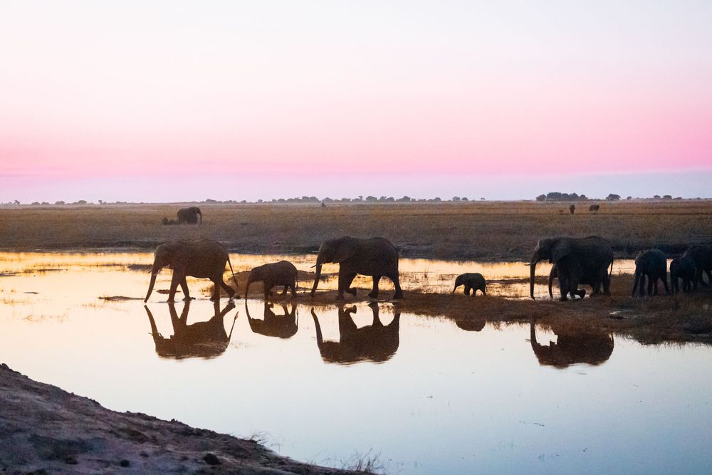 Silhouettes of wildlife gathering at a watering hole during sunset.