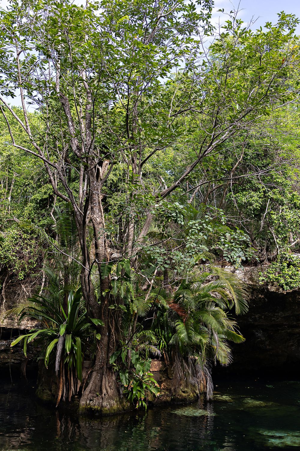 Lush tropical vegetation surrounds a serene cenote with crystal clear water and towering trees in Mexico.