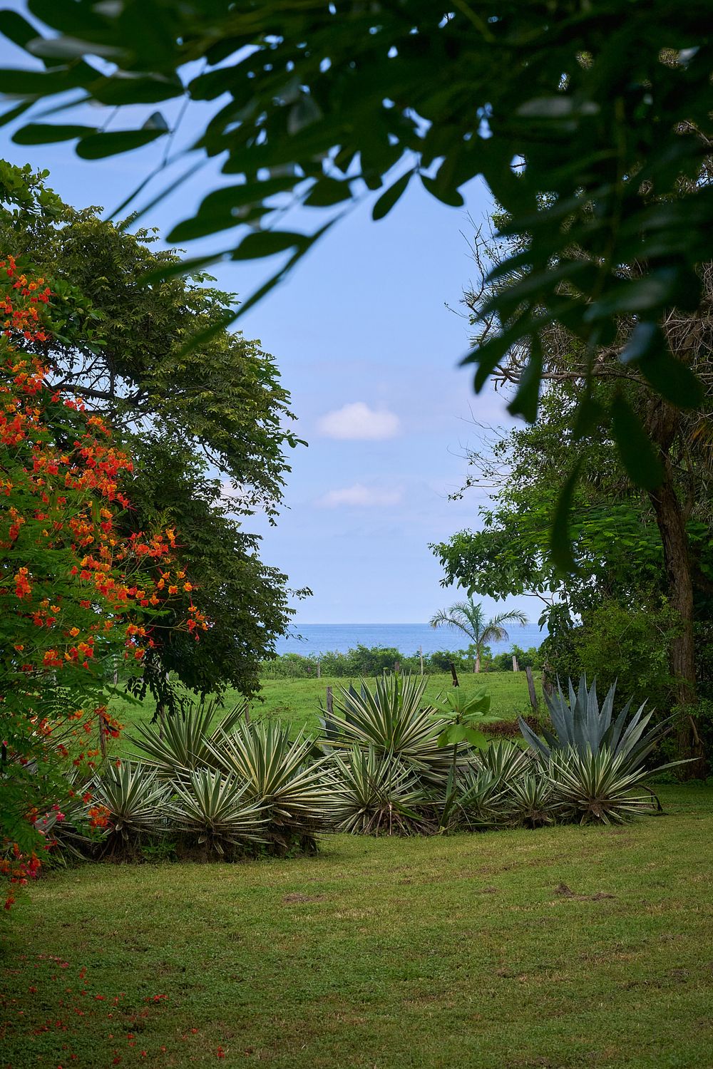A tropical garden landscape with red flowering trees, agave plants and rolling green hills leading to distant mountains.