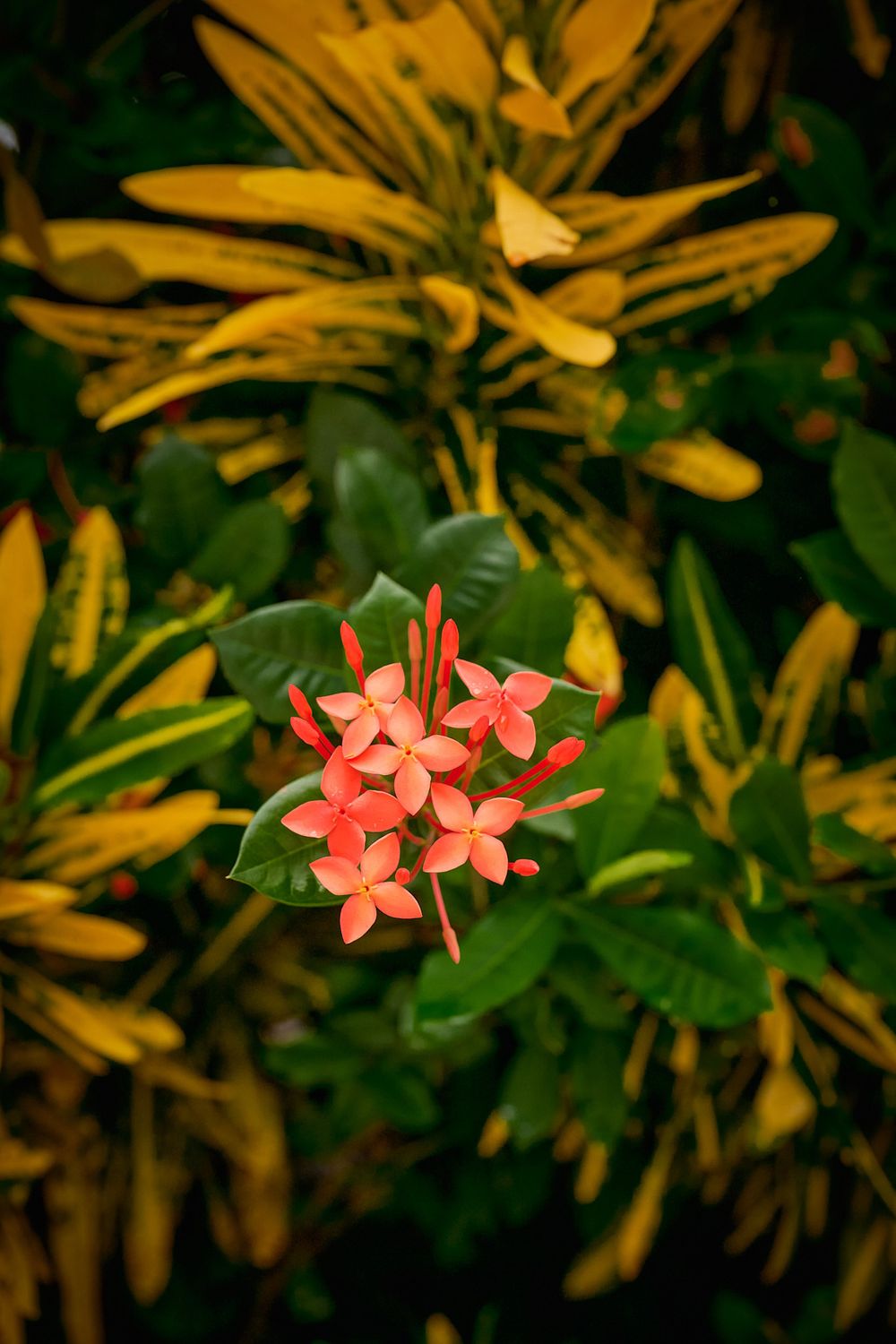 Delicate coral-colored tropical flowers bloom against yellow blossoms and green foliage in a garden setting.