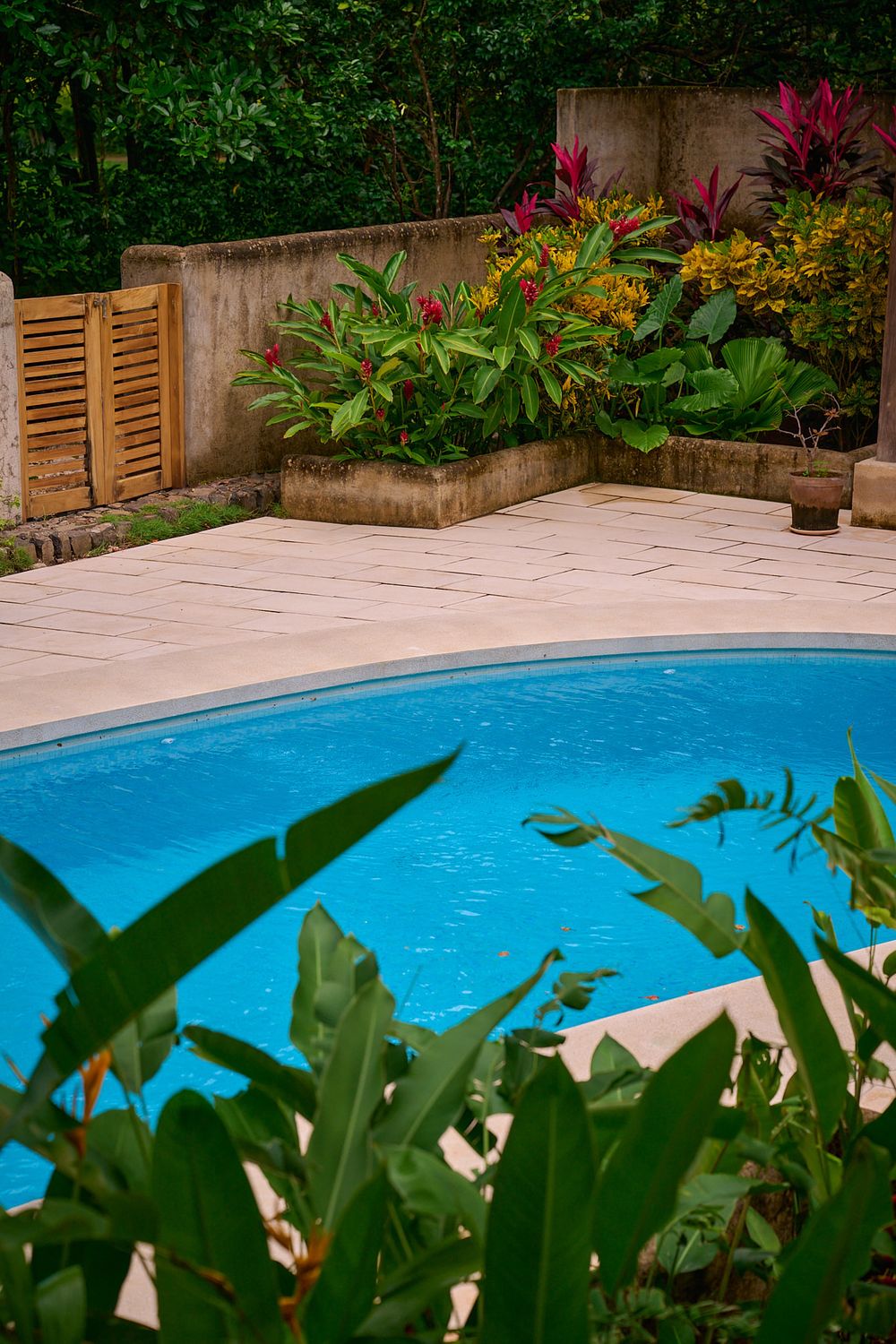 A sunny poolside garden features tropical plants and wooden privacy fence around a blue swimming pool.