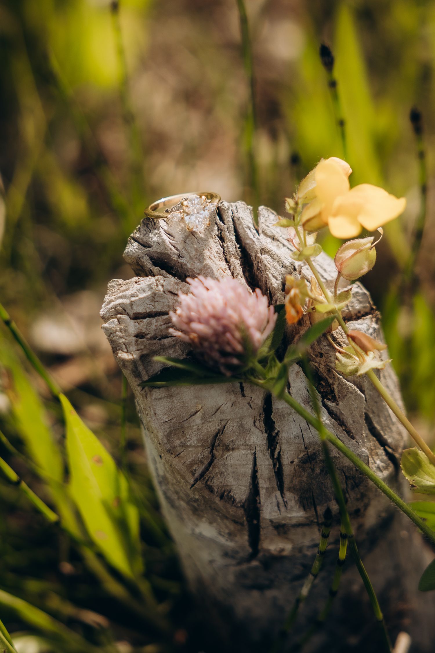A pink clover flower and yellow blossom growing against weathered driftwood in natural sunlight.