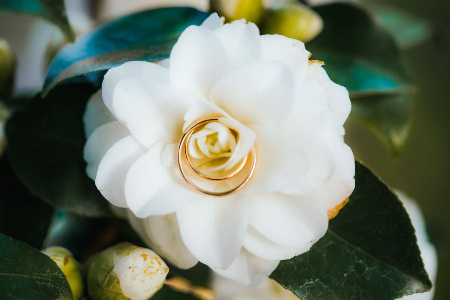White camellia flower blooming with golden ring nestled in its petals.