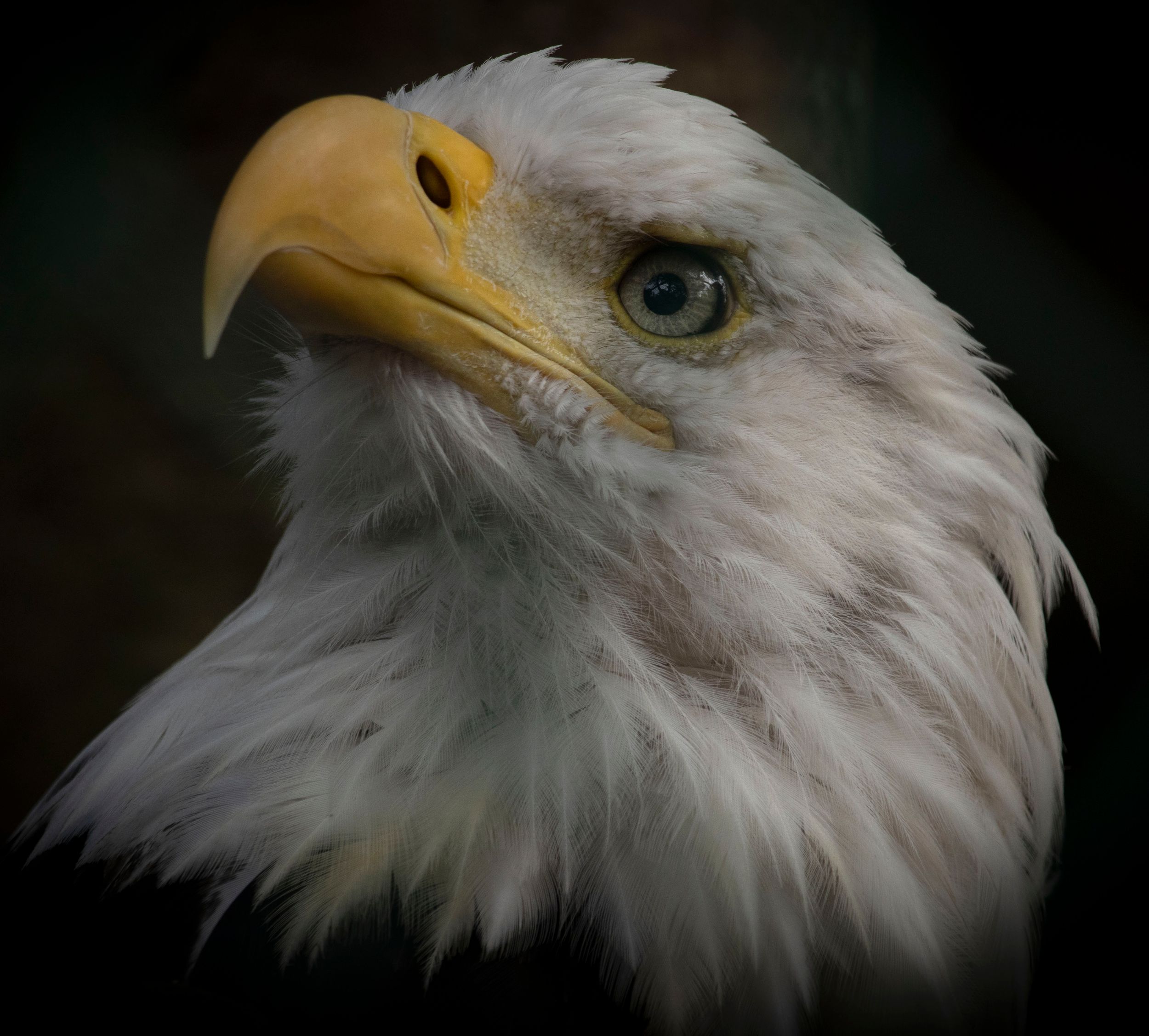 This is Einstein, she is an adult Bald Eagle, she is a resident  at Sardis Raptor Center in Ferndale, Washington.