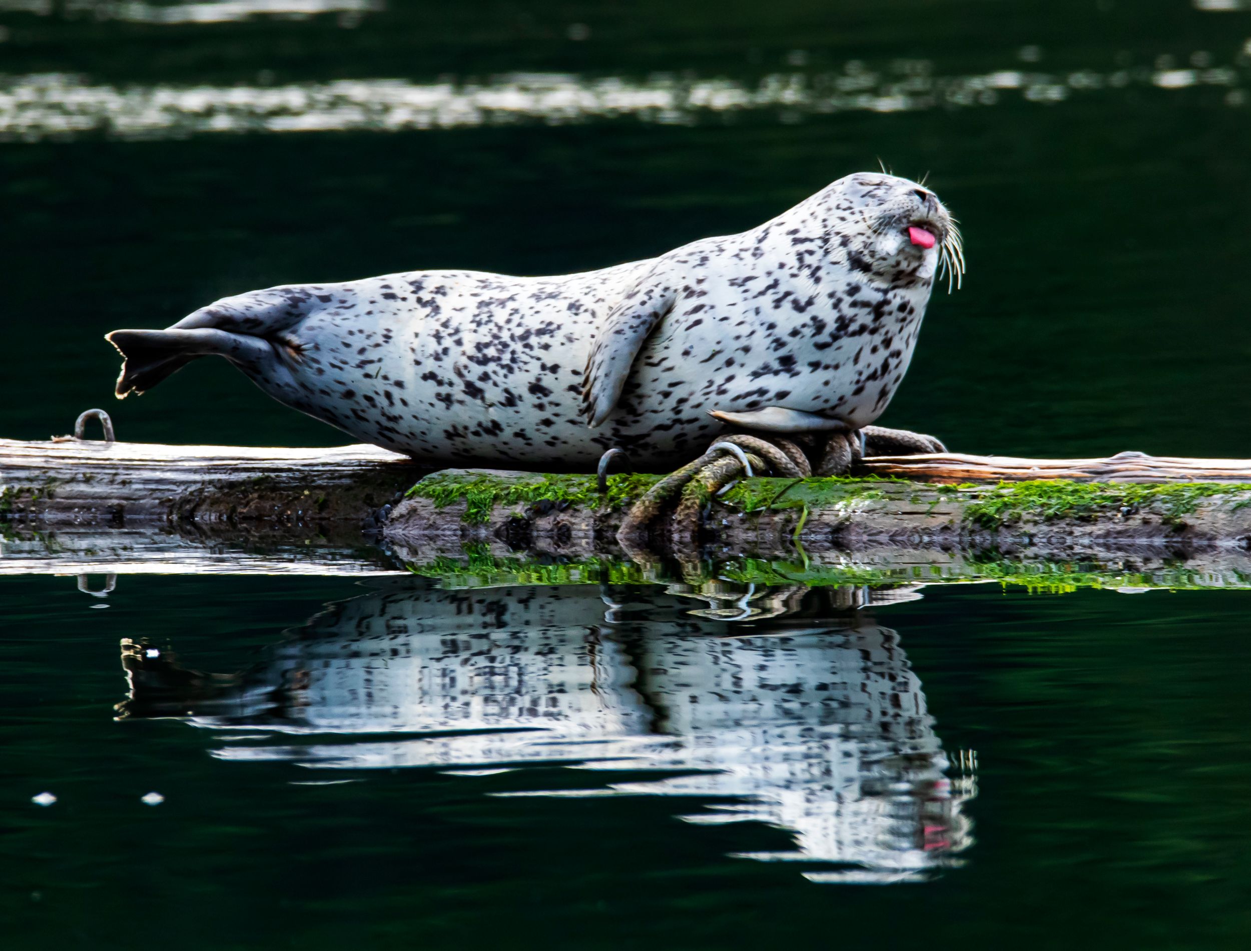 A sassy harbor seal who loves sunbathing, swimming, and (most importantly) sticking her tongue out. Naturally, we named her Neener Neener.