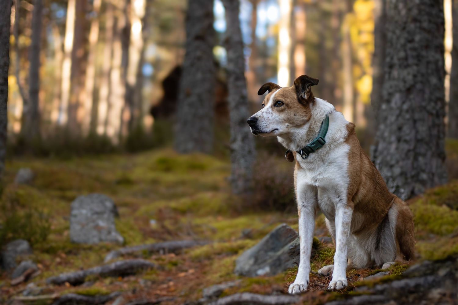 Photography of a Welsh Sheepdog by Woodland  Workbench