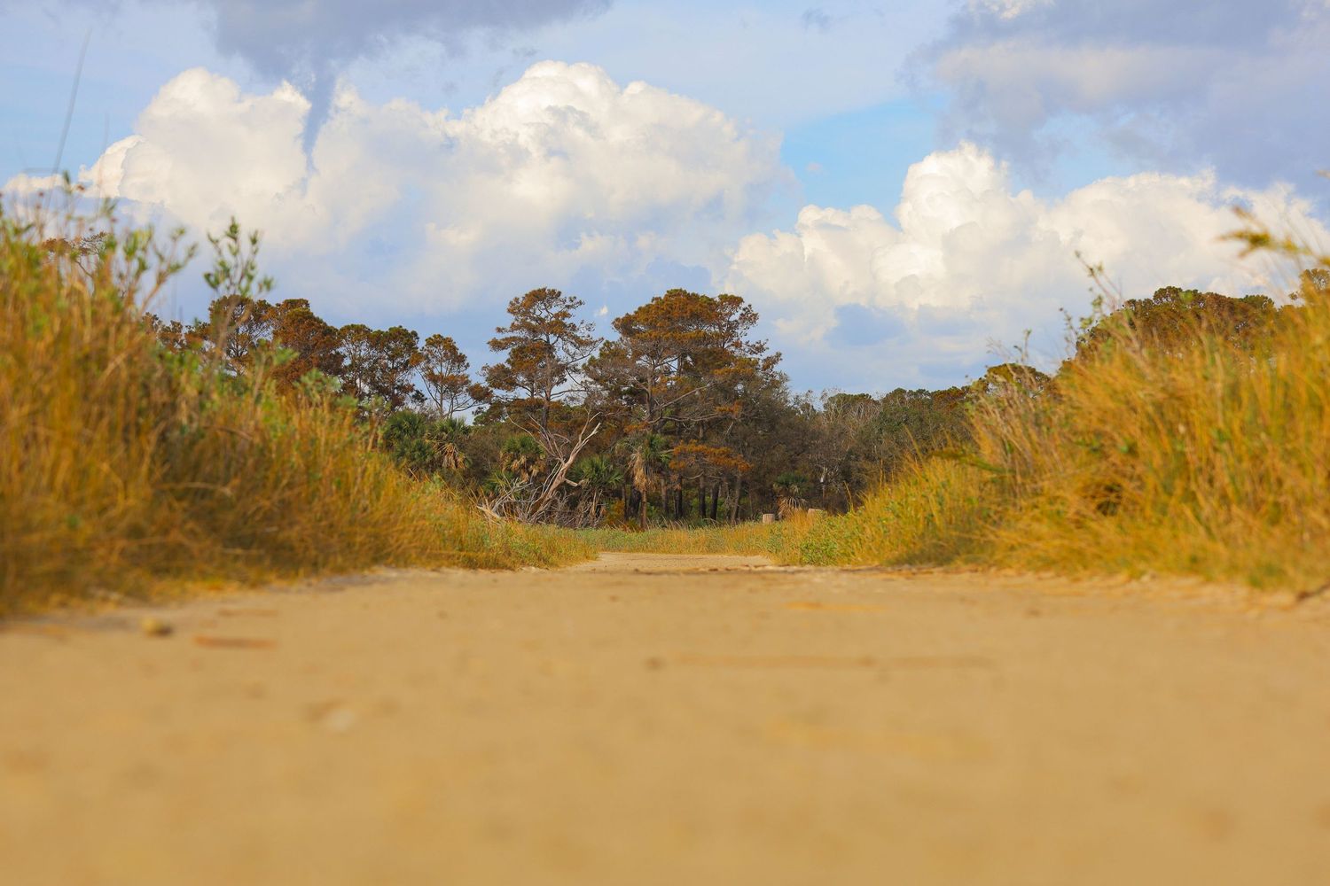 Sandy beach pathway leading to trees under blue sky with white clouds.
