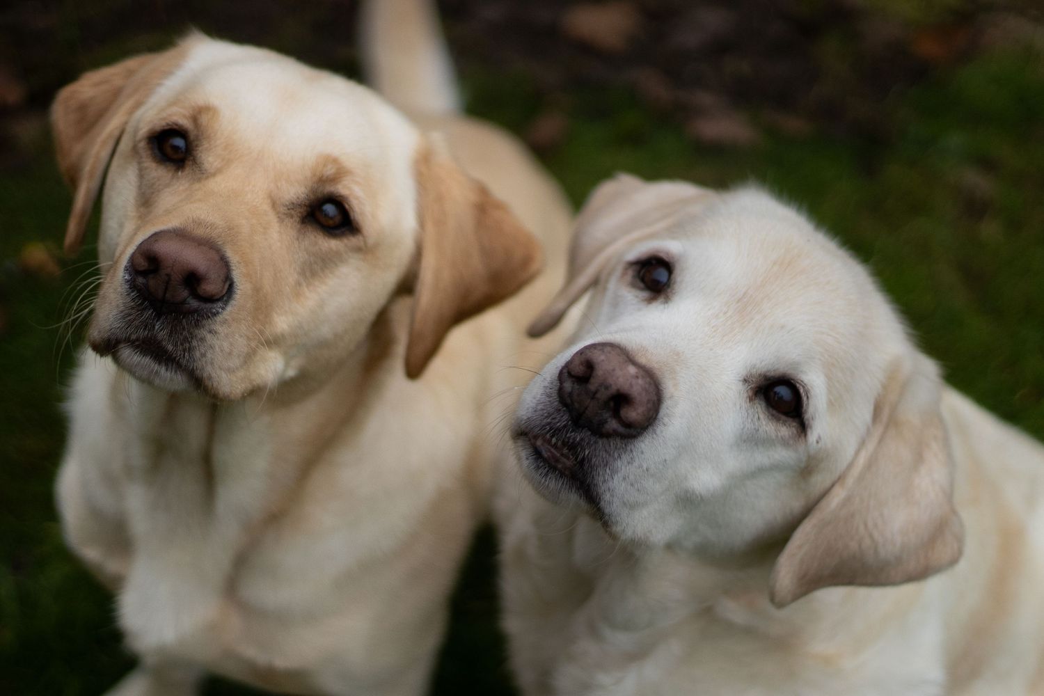 Photograph of two white Labrador retrievers by Woodland Workbench