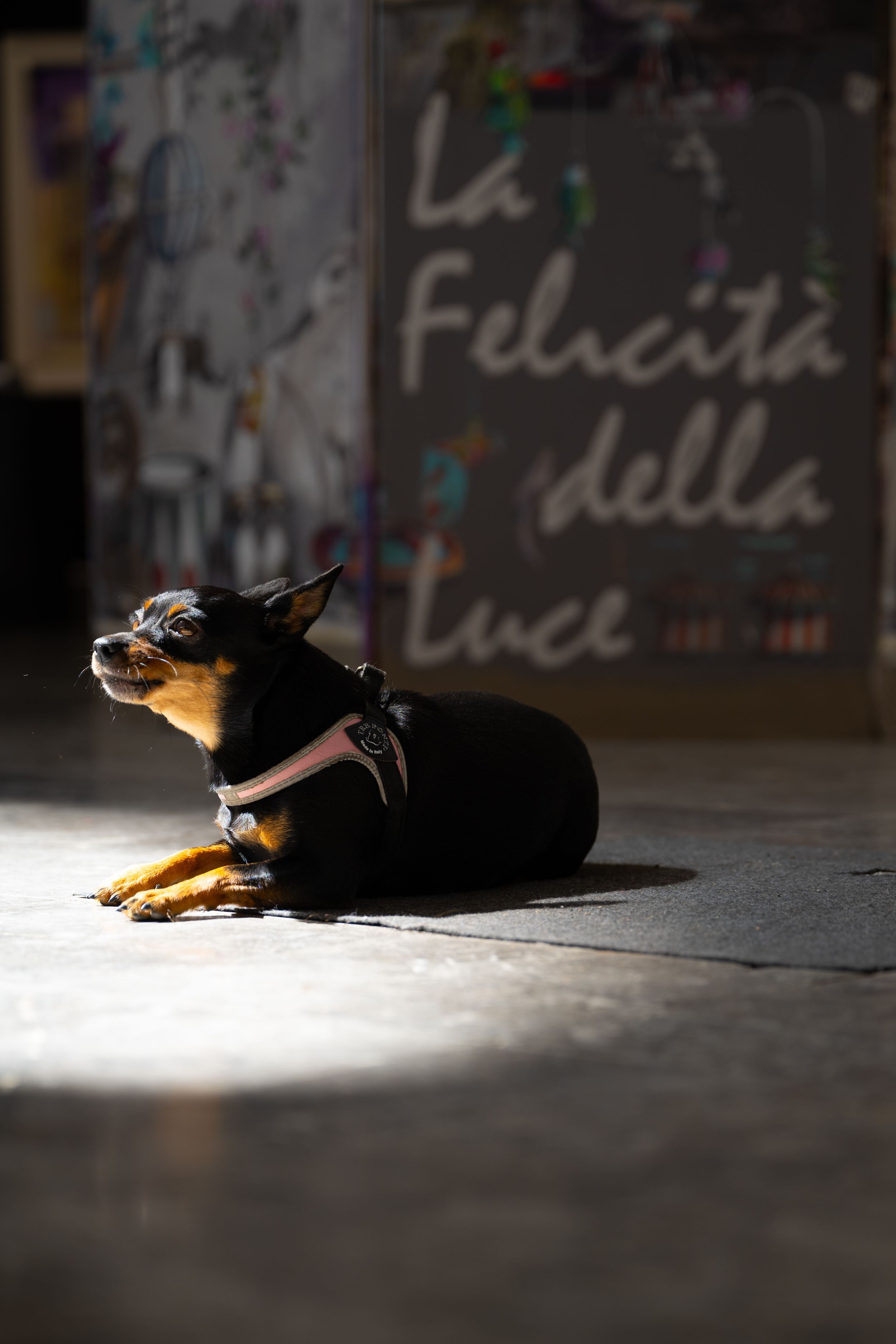 pets photography, family photography, lifestyle photography, outdoor photography, pawfriens, dog photography
