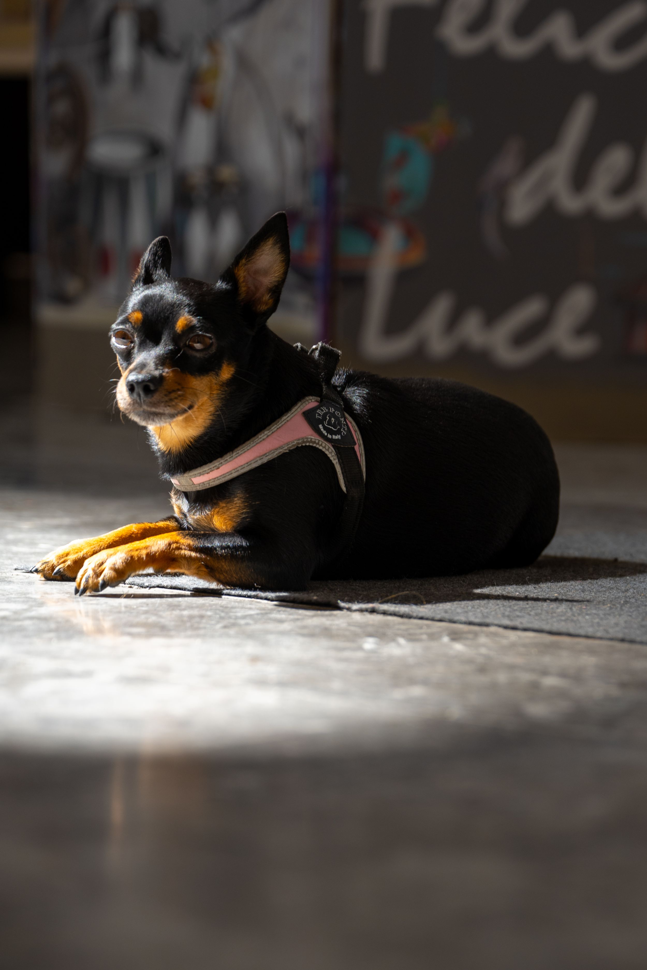 pets photography, family photography, lifestyle photography, outdoor photography, pawfriens, dog photography