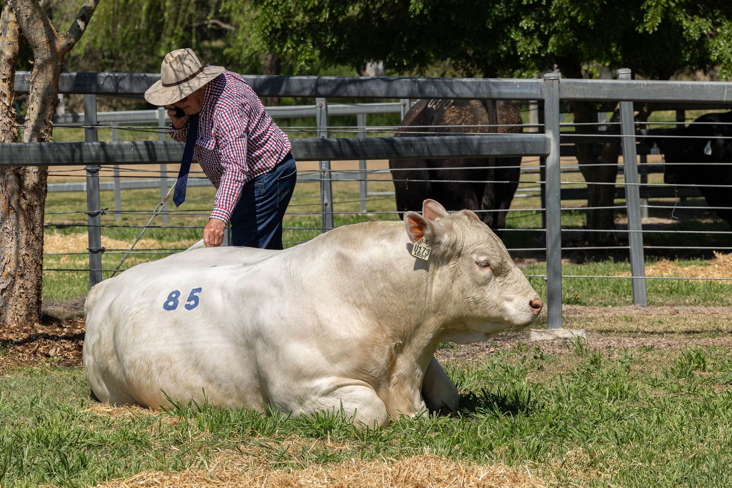 Man patting bull at bull sale