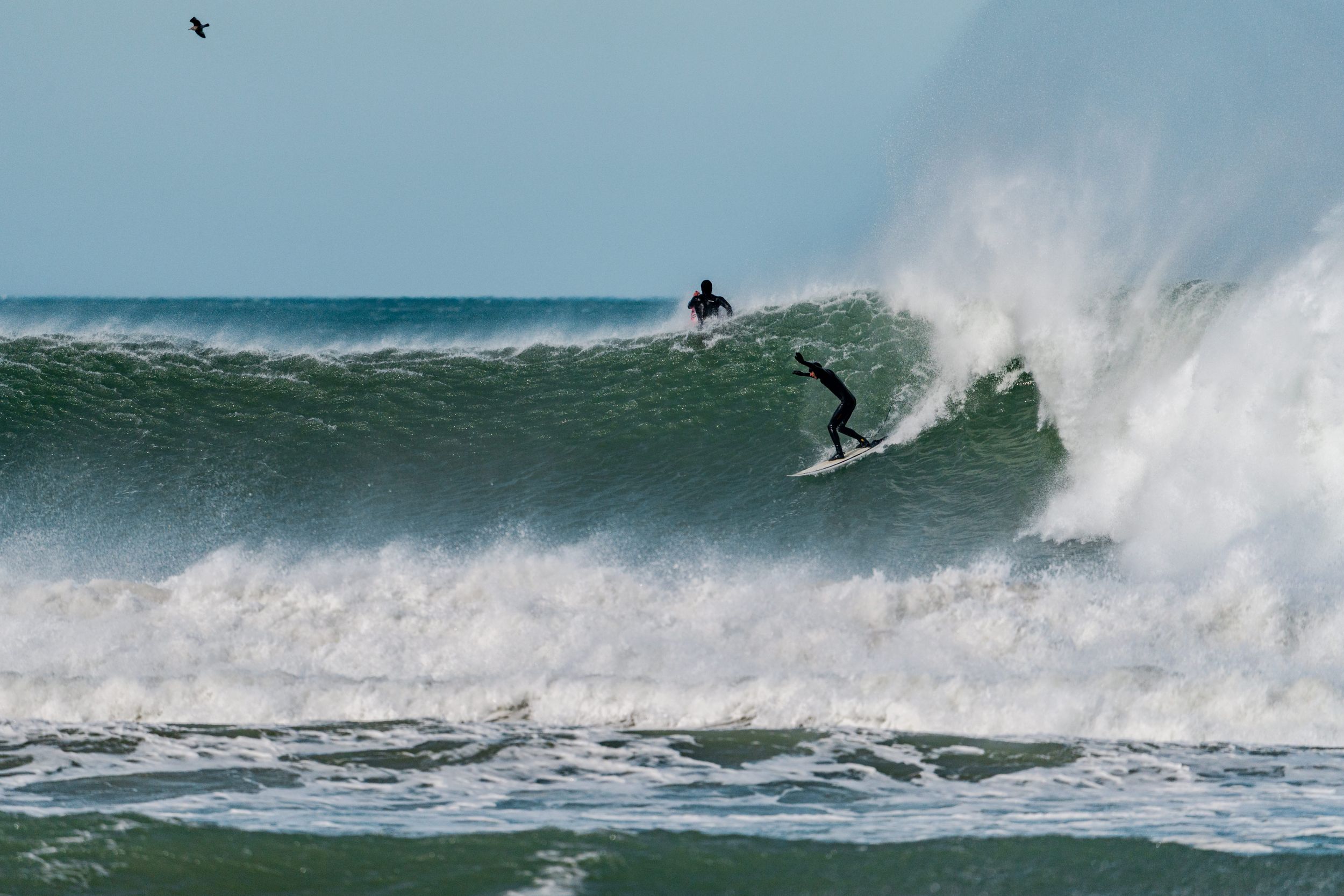 Skilled surfer catches big wave while seabird flies overhead against blue sky background.